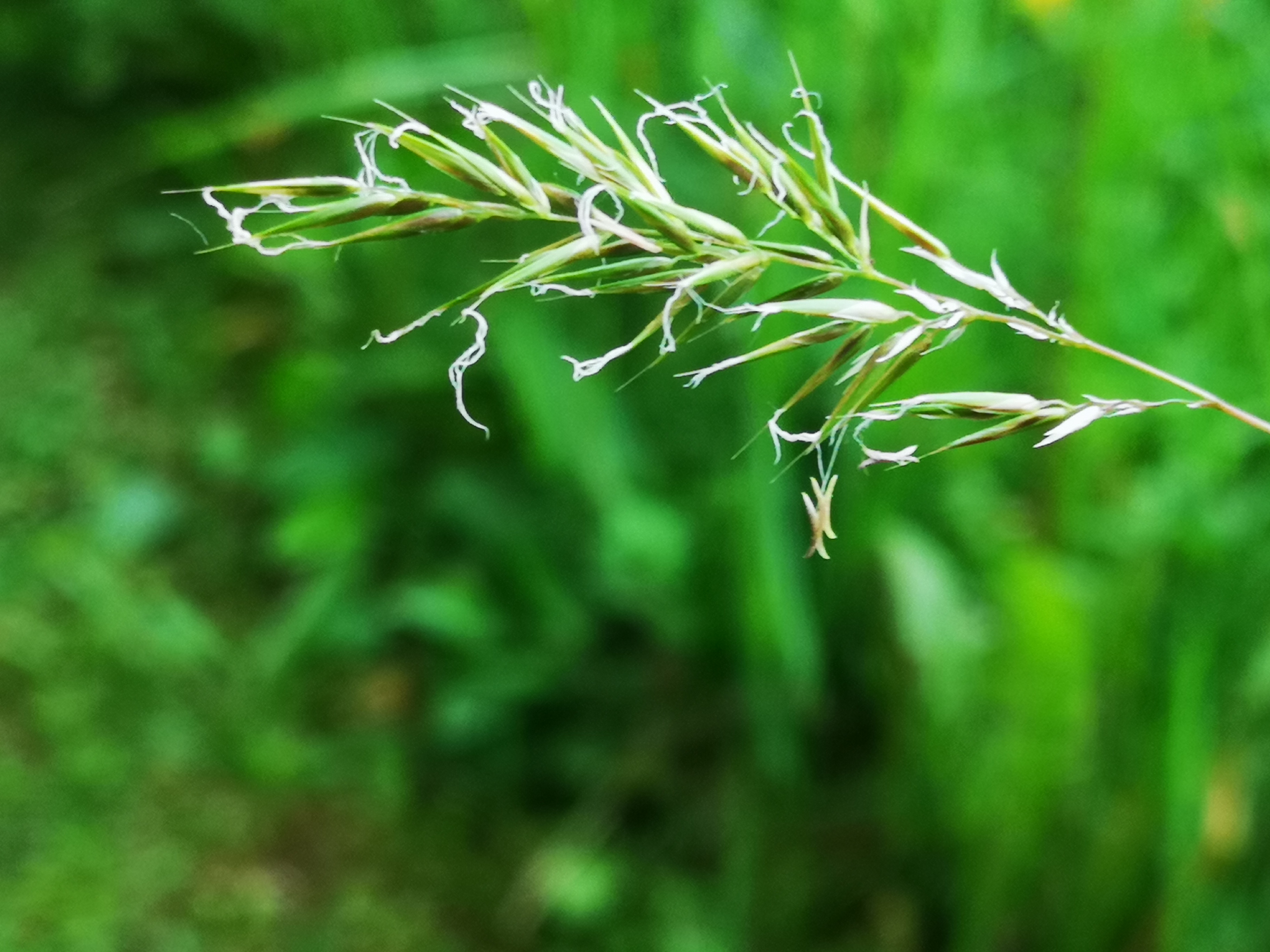 06062021091824 4088 art 1481 anthoxanthum odoratum