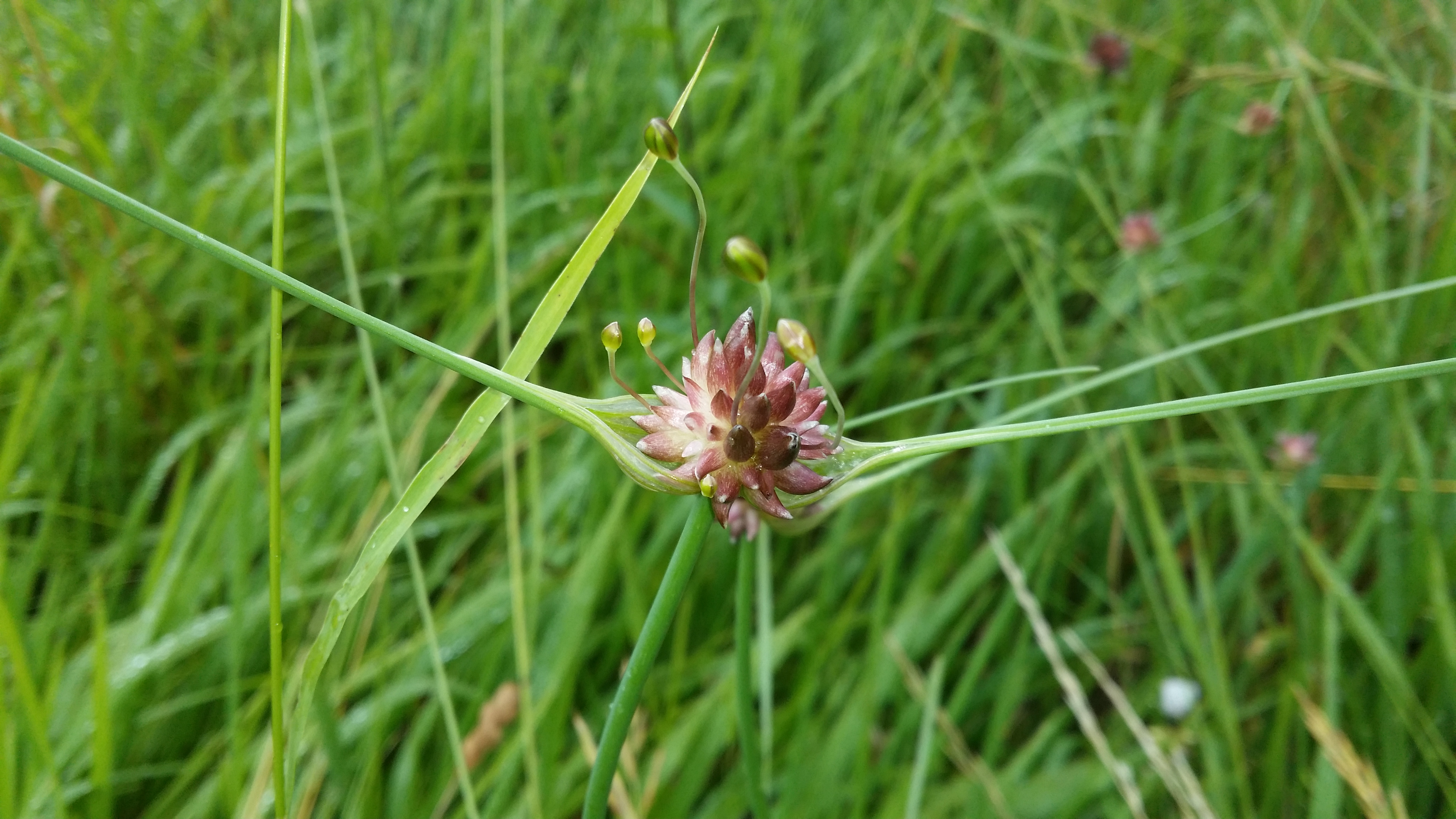 06072016134303 2835 art 1759 20160627 104430