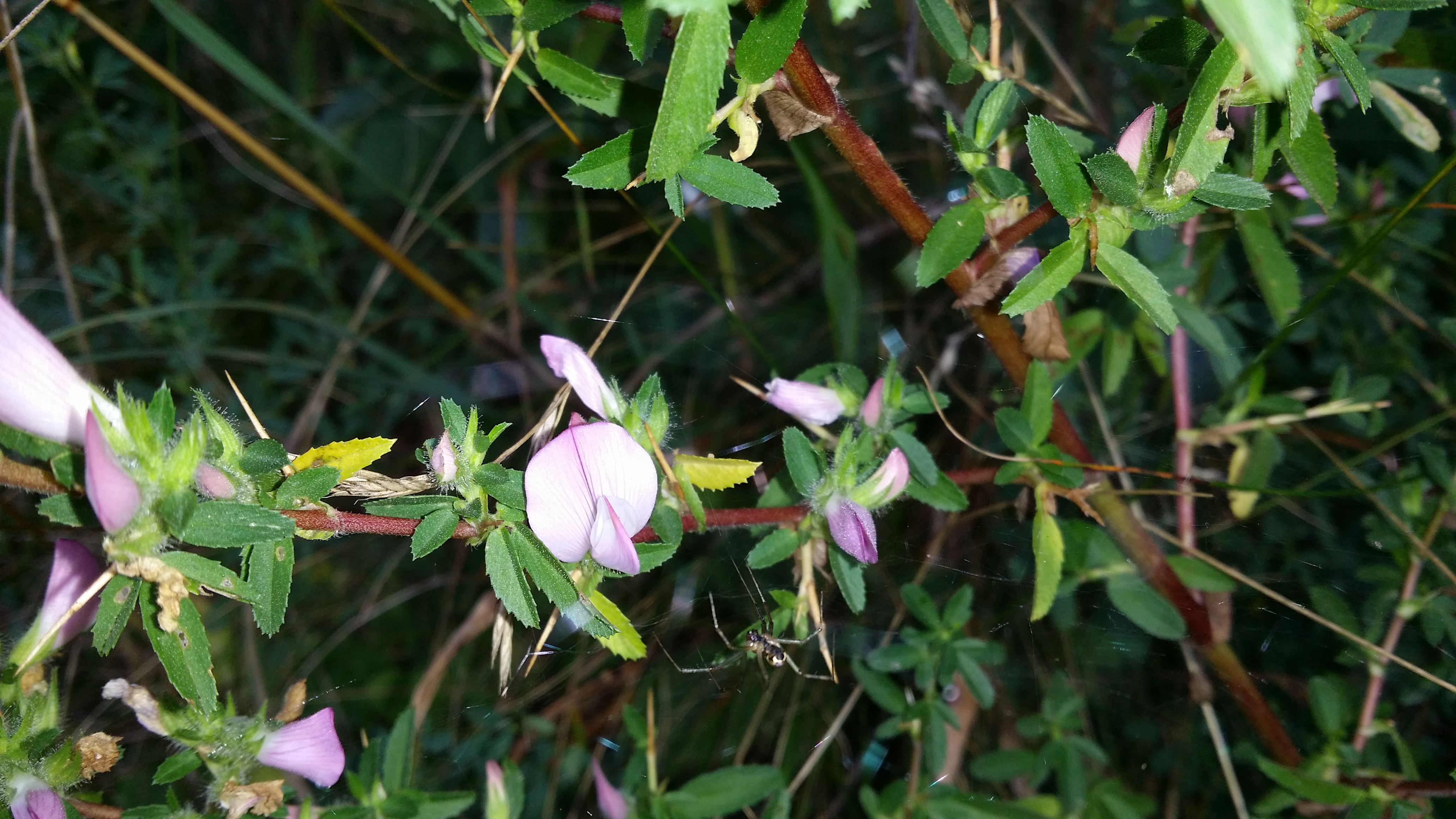 06072016135450 2836 art 1760 20160703 092711