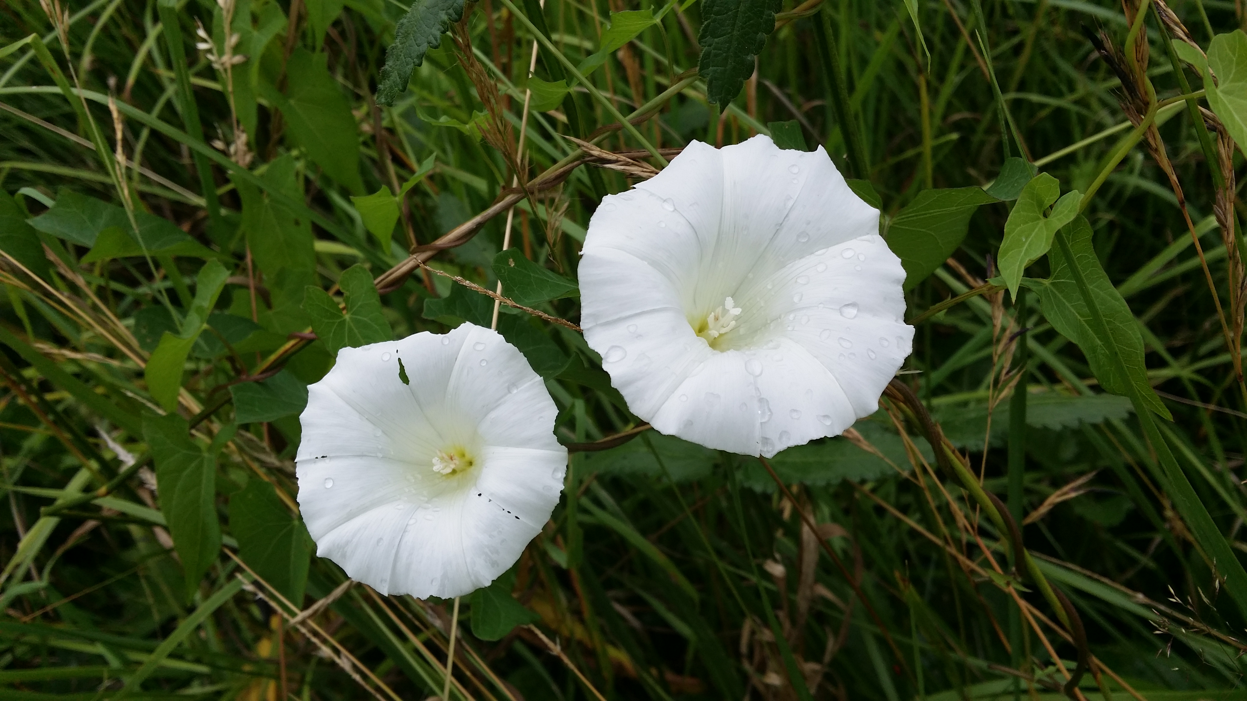 06072016135855 2838 art 1541 20160703 110655