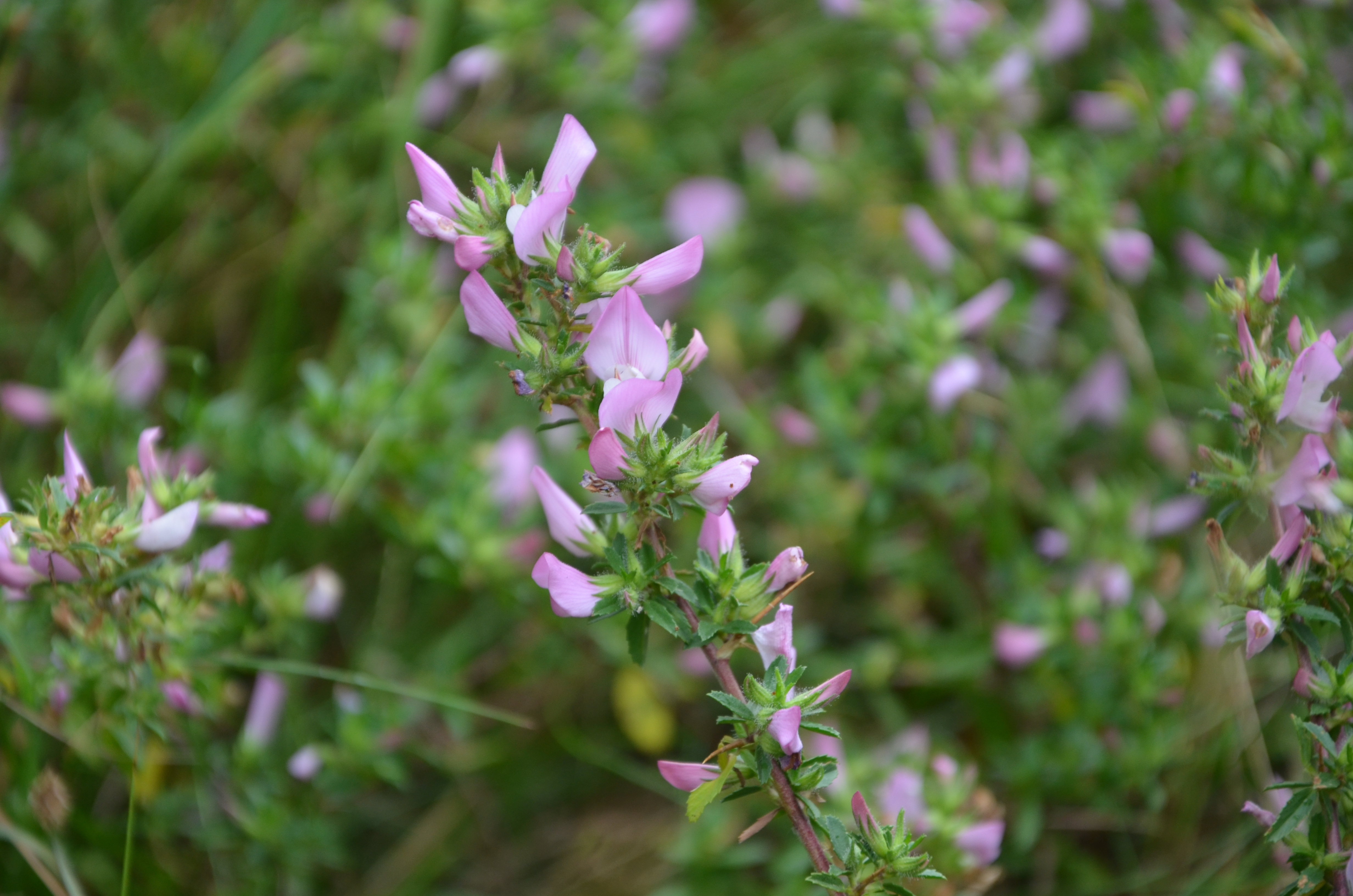 06072016140127 2839 art 1760 dsc 9495