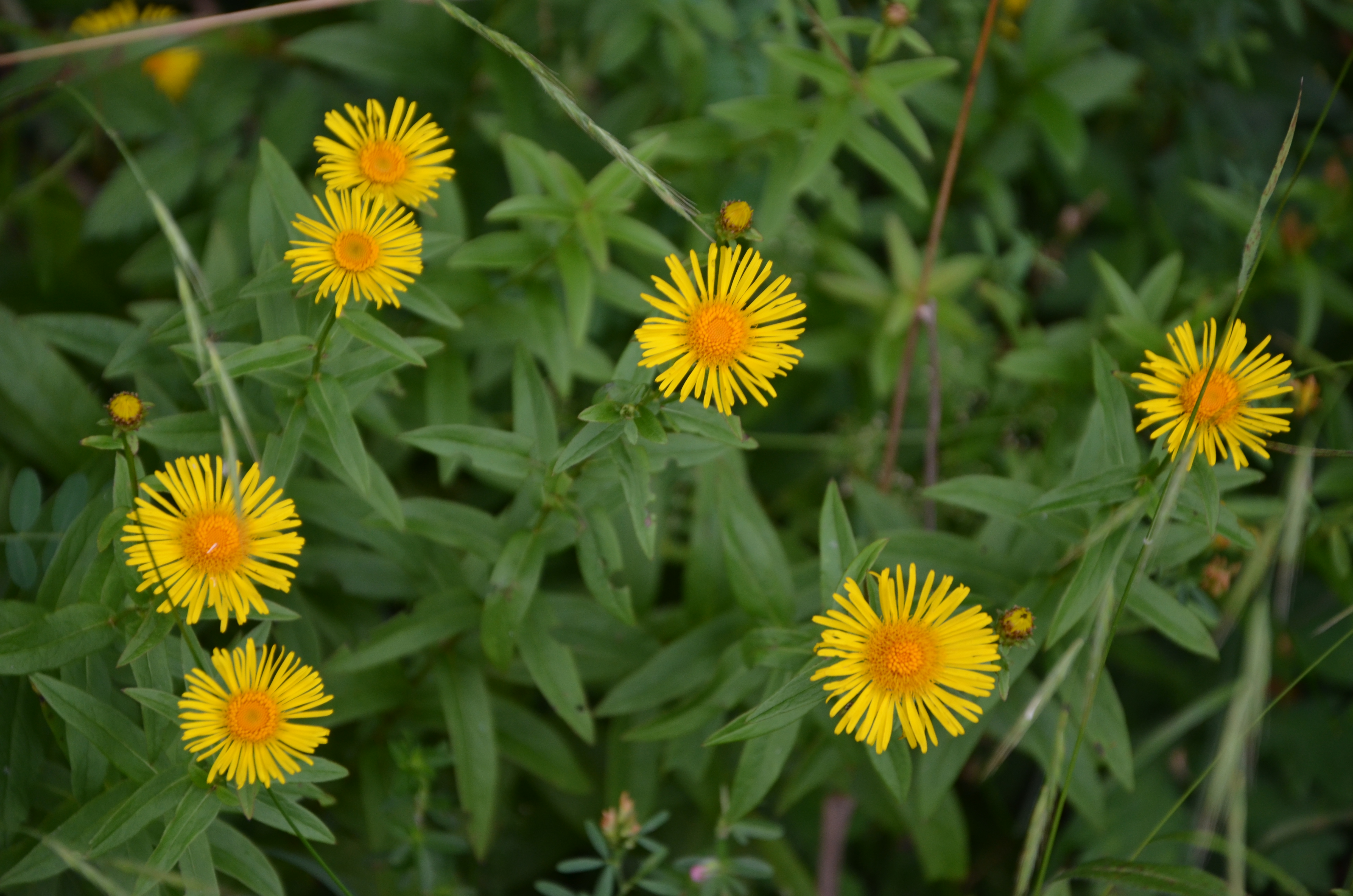 06072016141350 2841 art 1761 dsc 9503