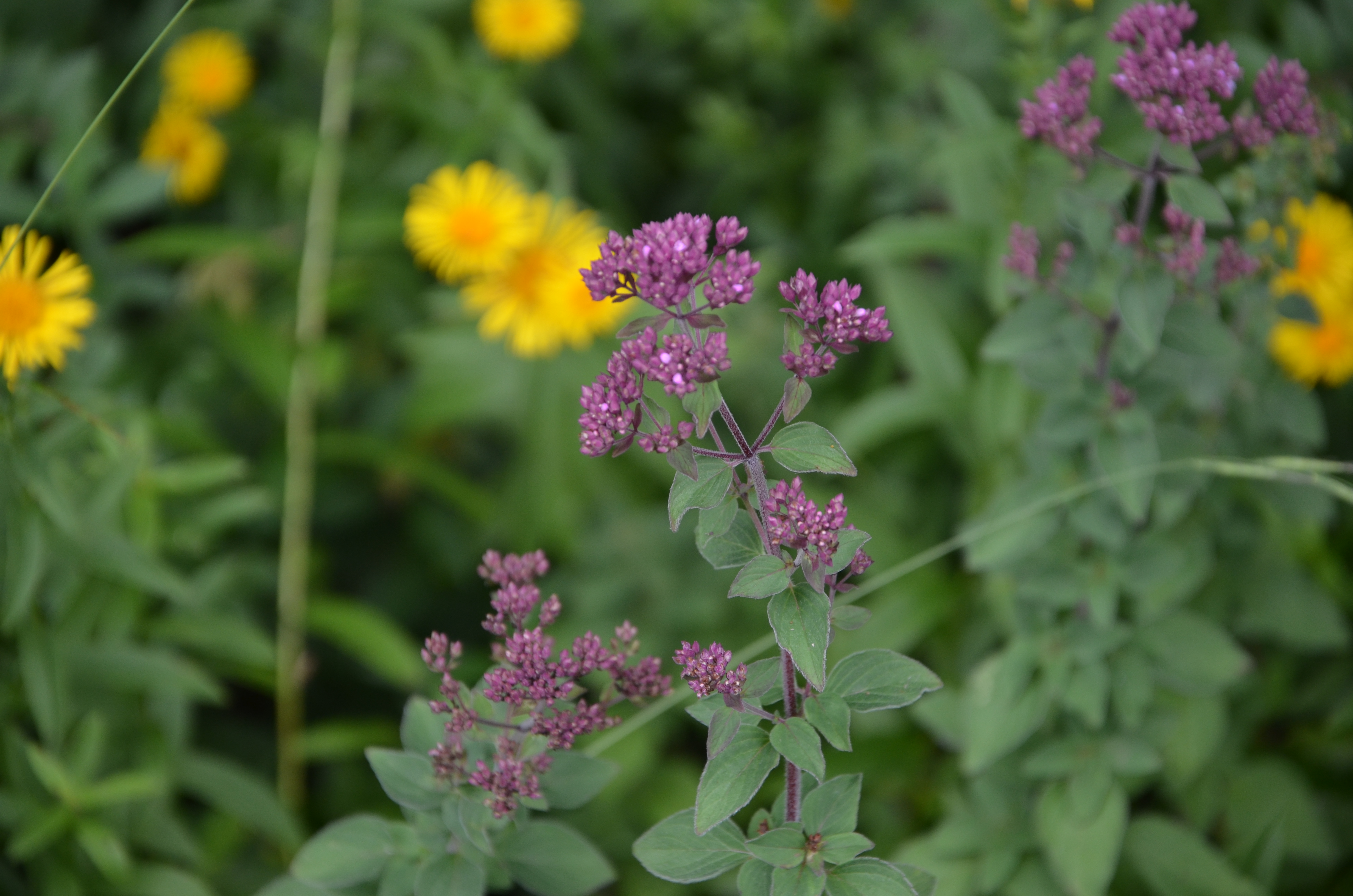 06072016141800 2843 art 467 dsc 9507