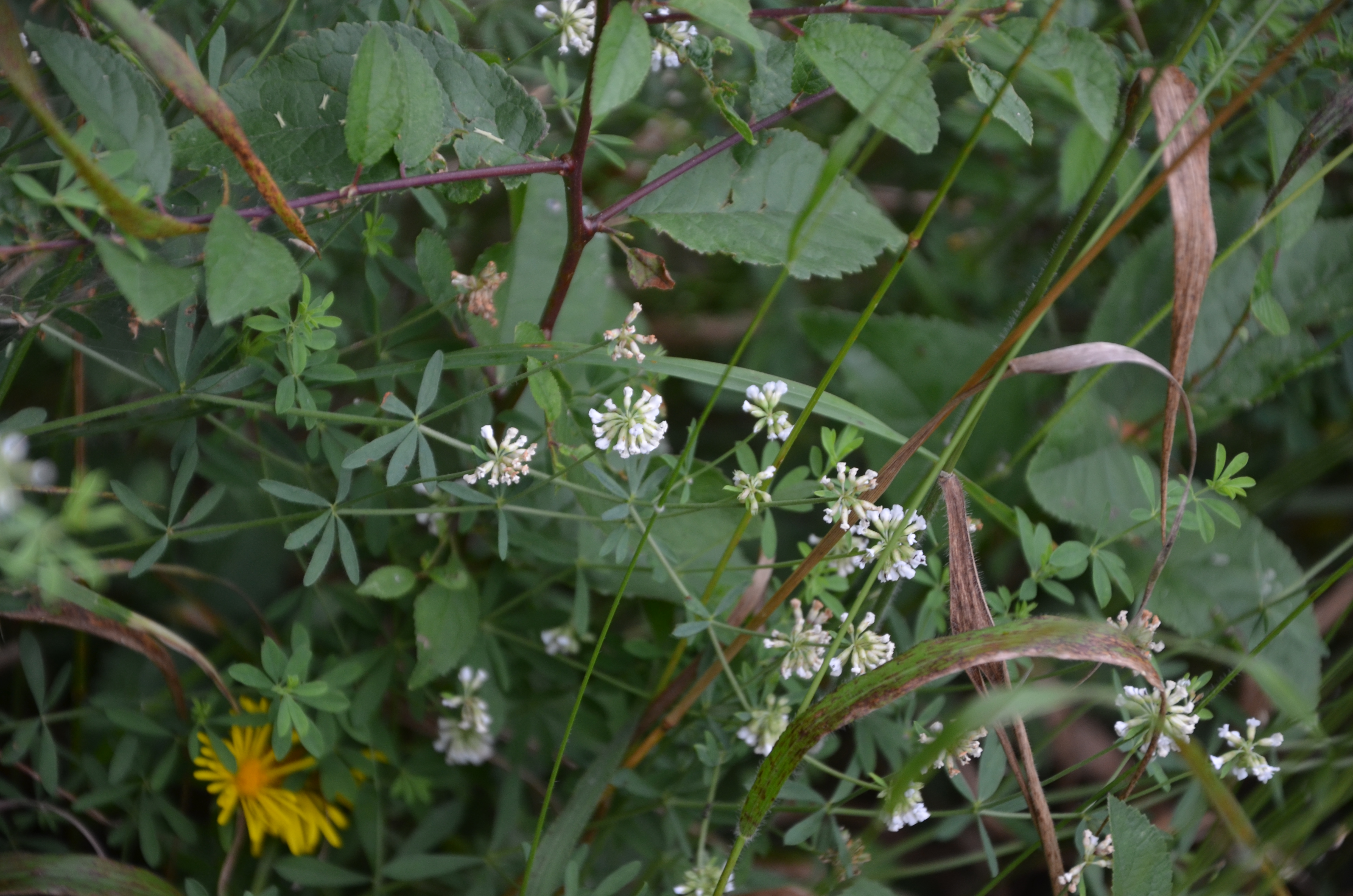 06072016143309 2844 art 1762 dsc 9510