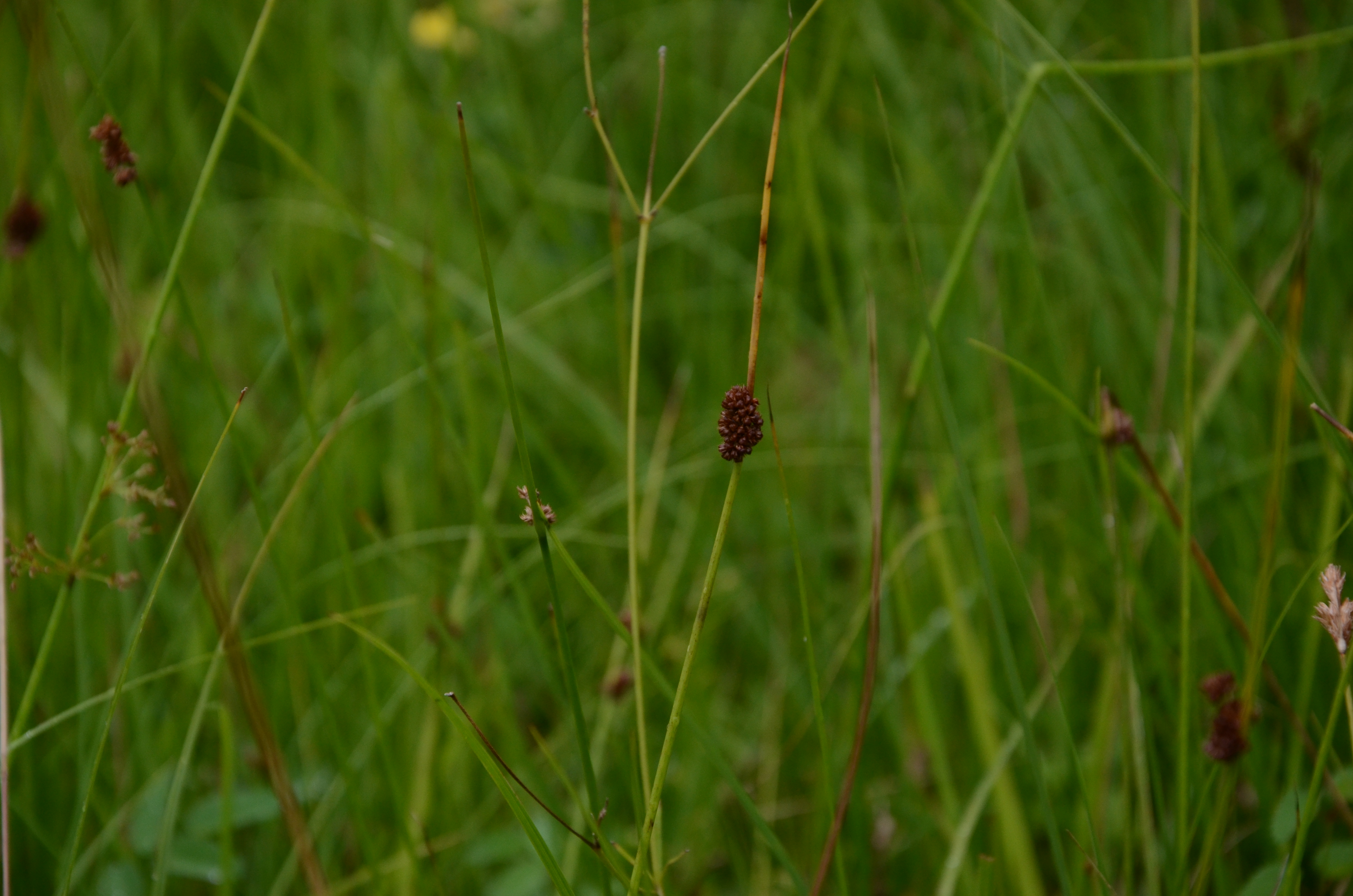 06072016145642 2846 art 1763 dsc 9525