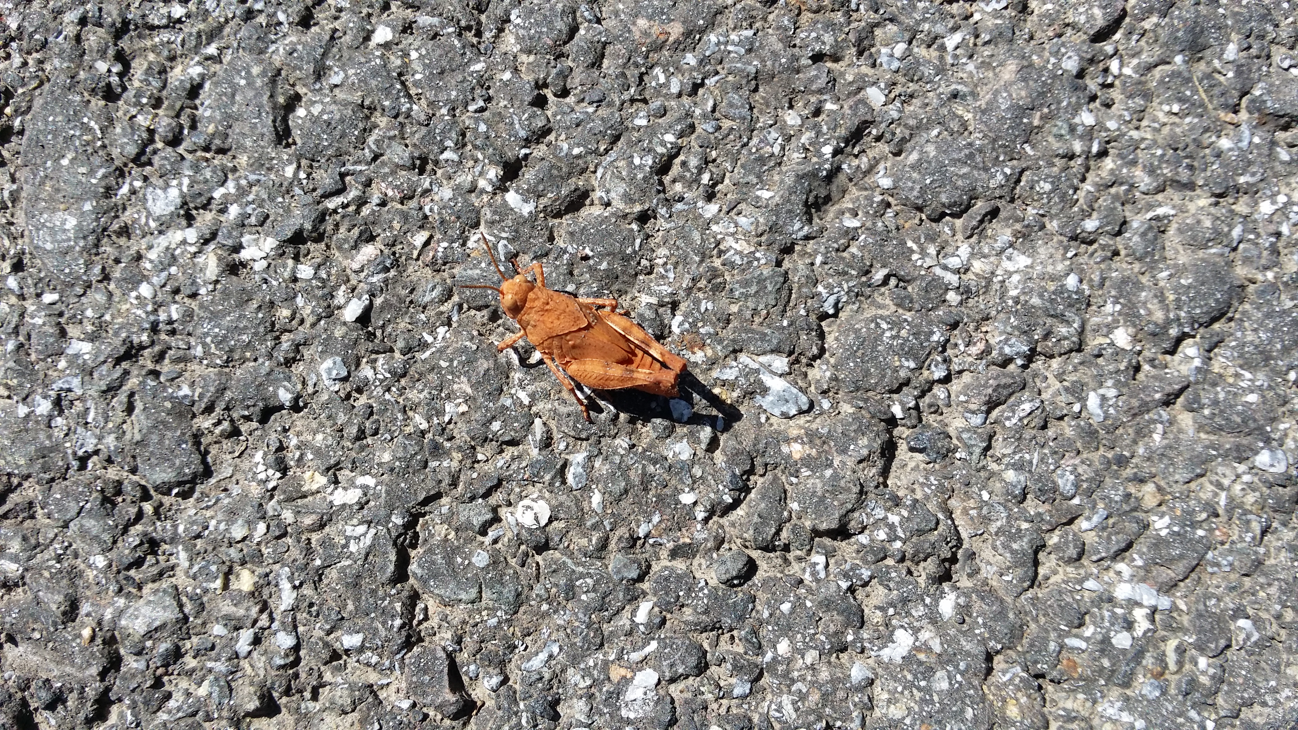 06072016162207 2852 art 871 20160621 144645