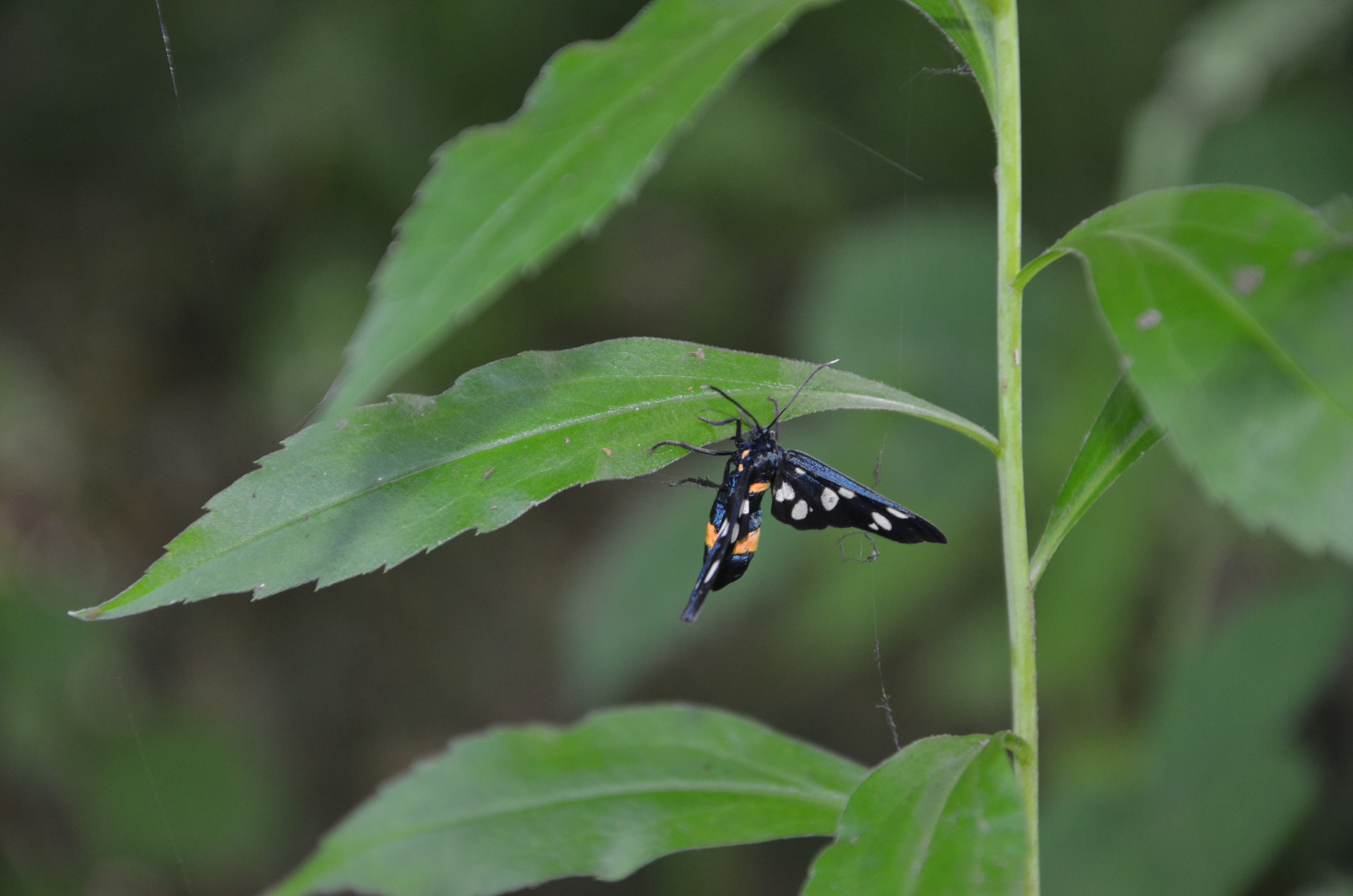 06072016170457 2855 art 1533 dsc 9432