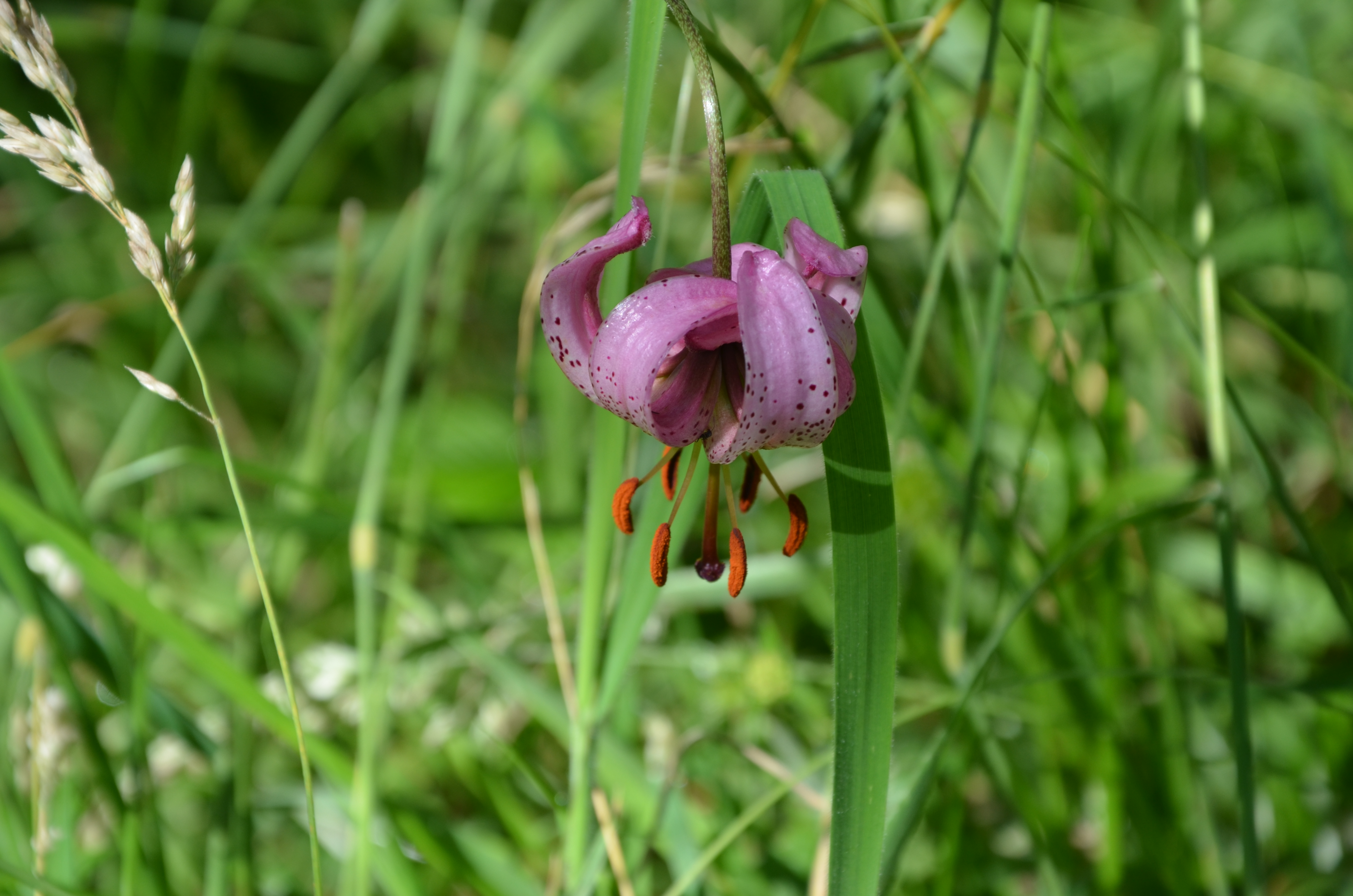 06072016185045 2857 art 1565 dsc 9381