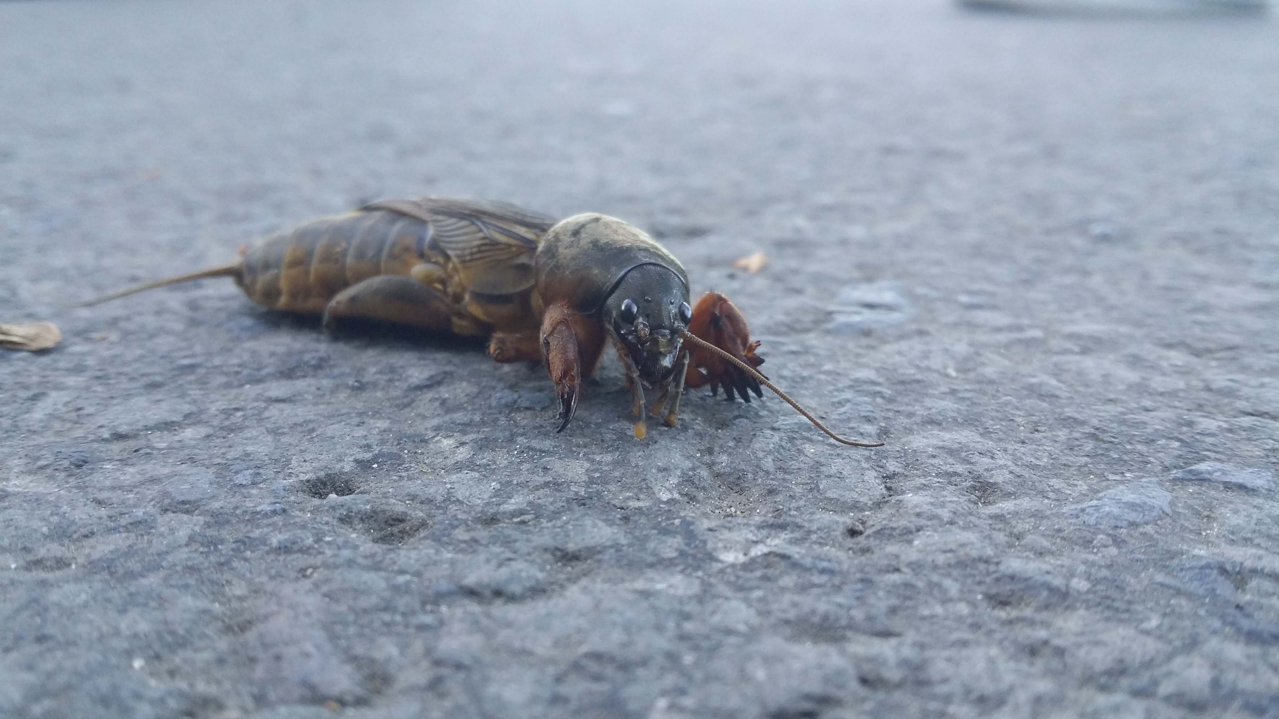 06072016194332 2861 art 858 20160615 194813