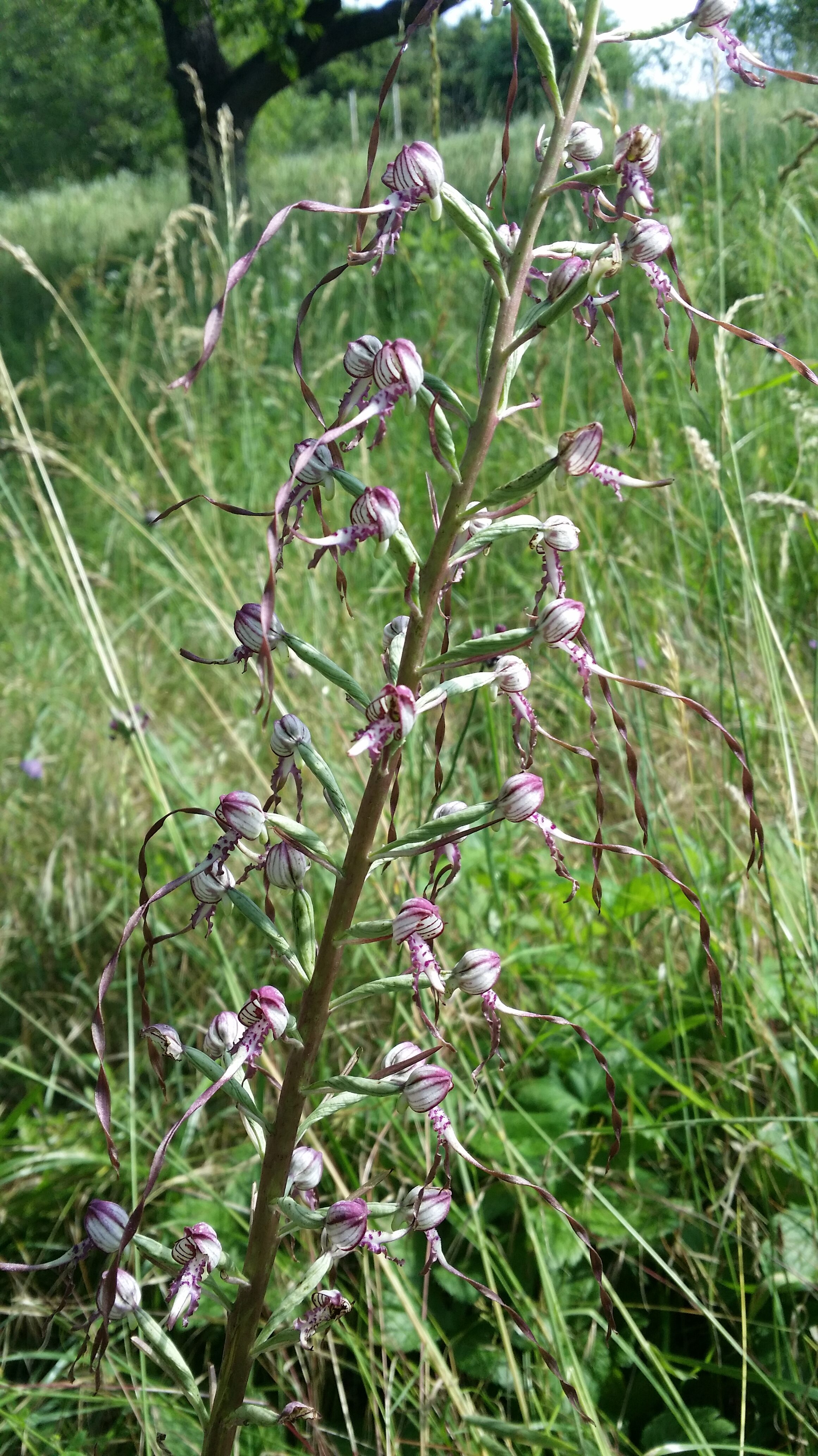 06072016194514 2862 art 1754 20160616 093632