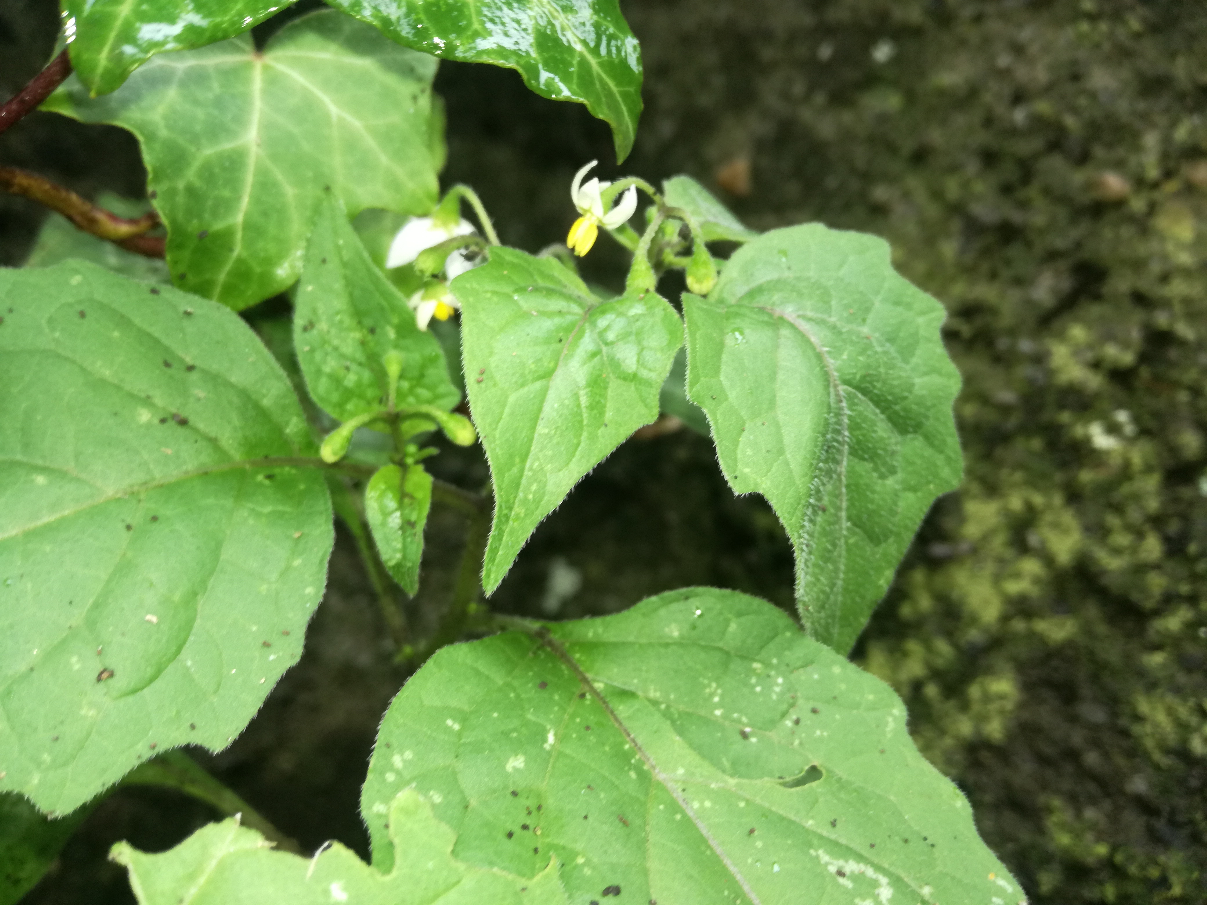 06072018091322 3803 art 2272 img 20180628 102524