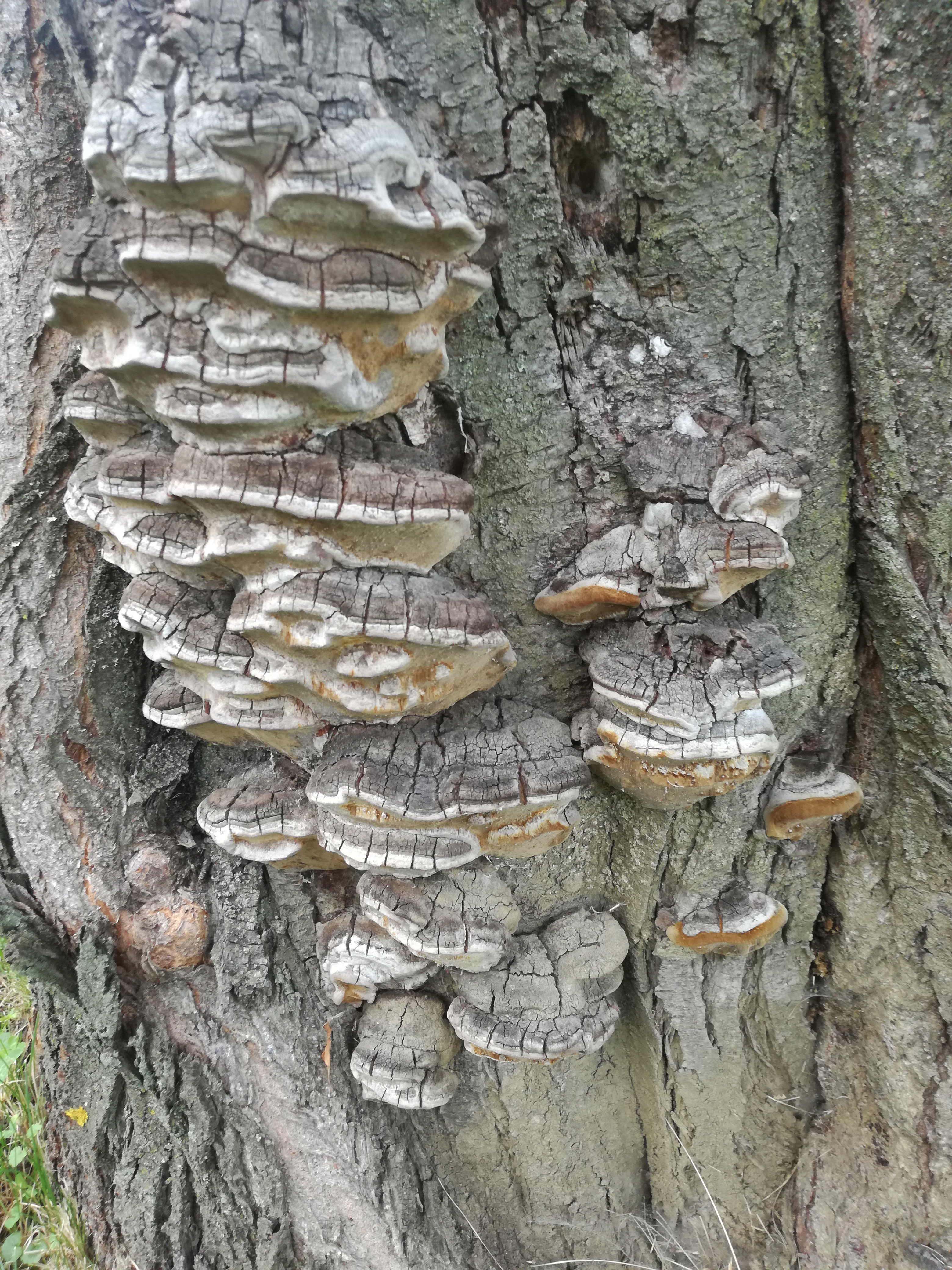 06072018092948 3805 art 1998 img 20180629 161632