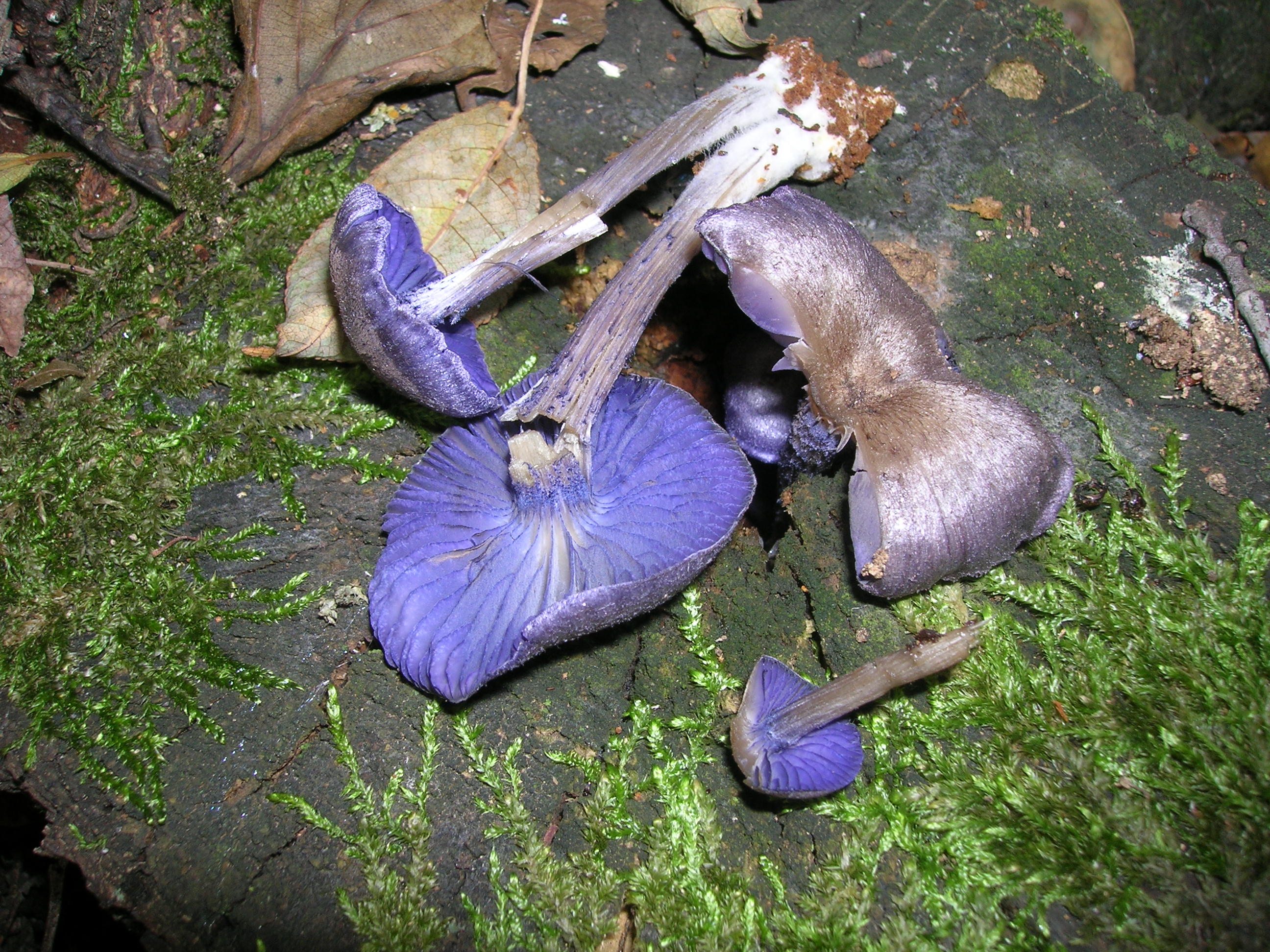 06082021142621 4092 art 783 entoloma euchroum