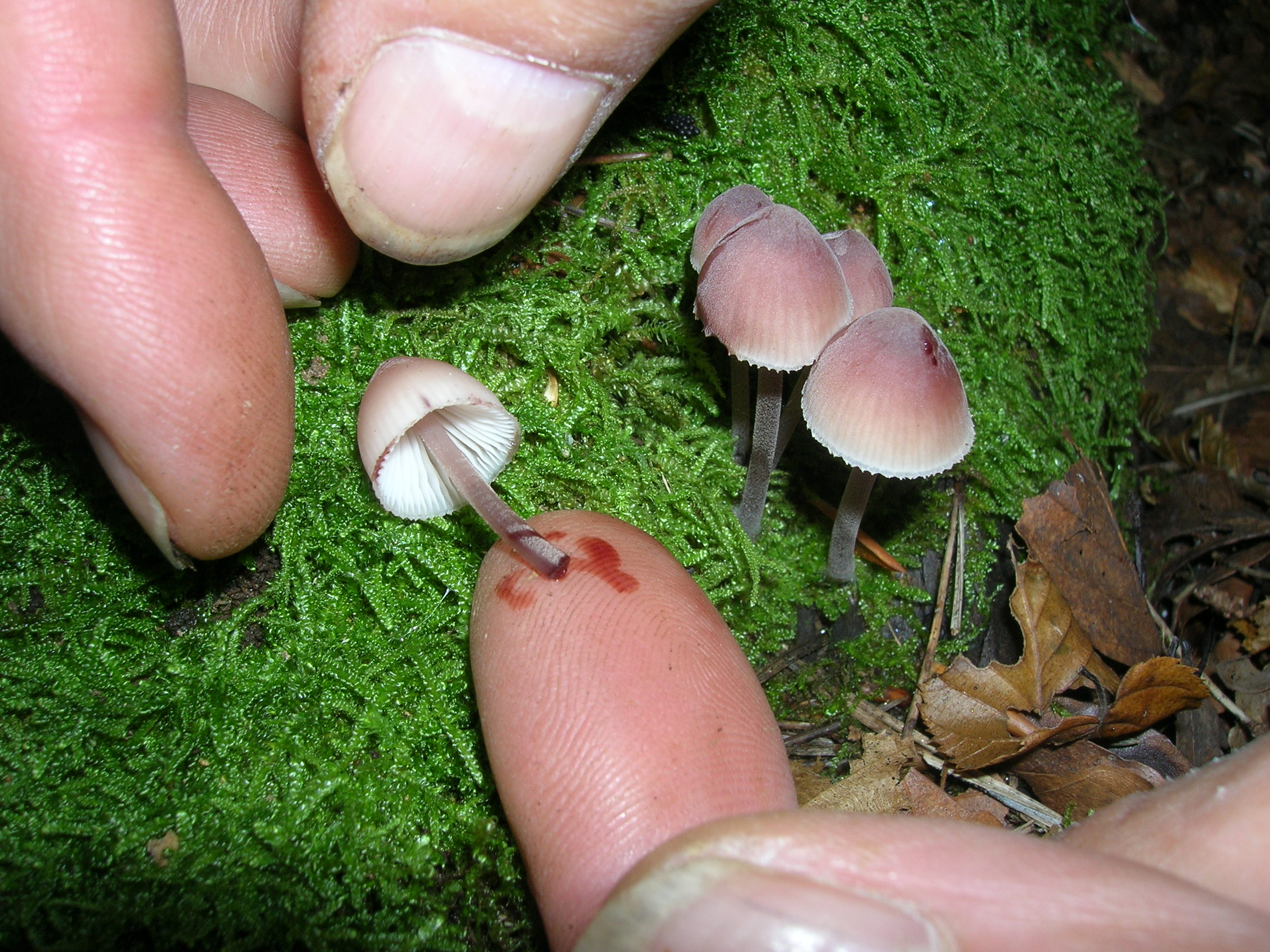 06082021142745 4093 art 2210 radniger alm2005 10 12 16 26 18