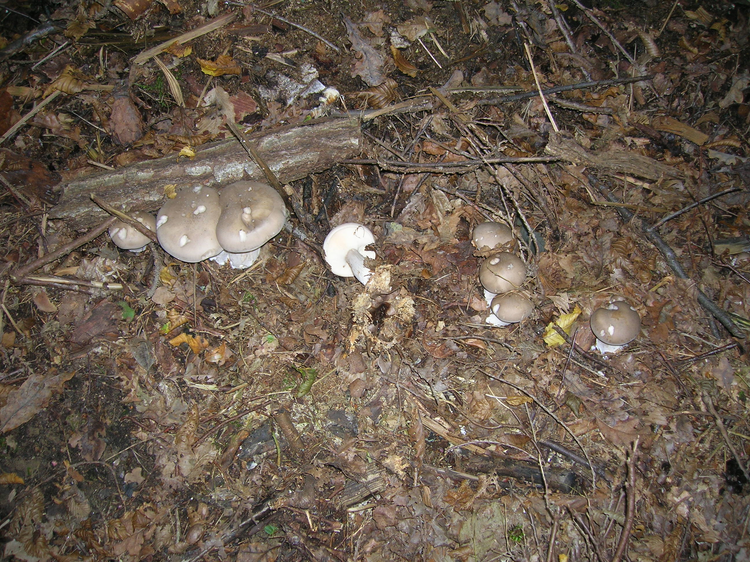 06082021142910 4094 art 1853 radniger alm2005 10 12 16 14 08