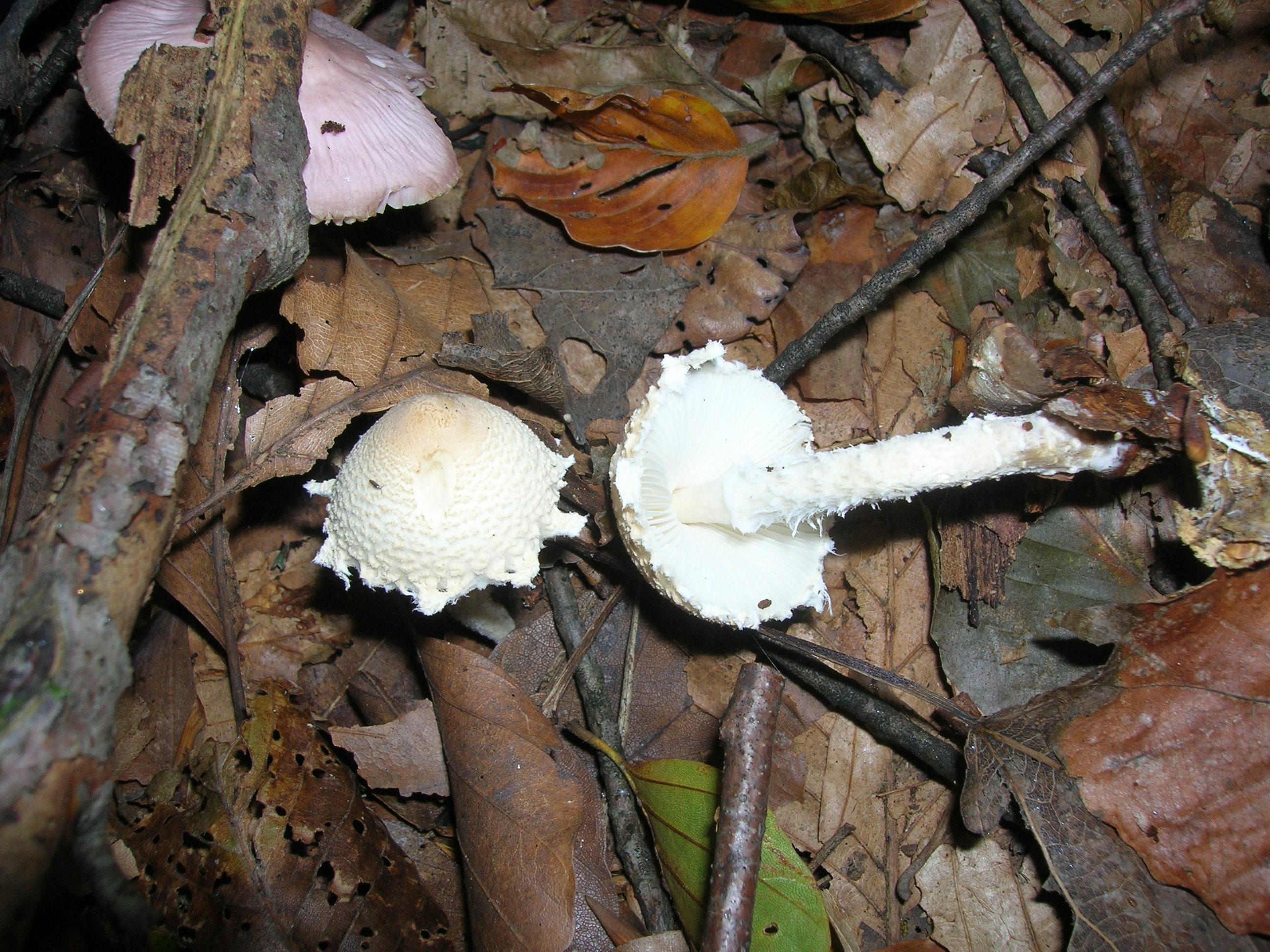 06082021145016 4096 art 2052 lepiota clypeolaria