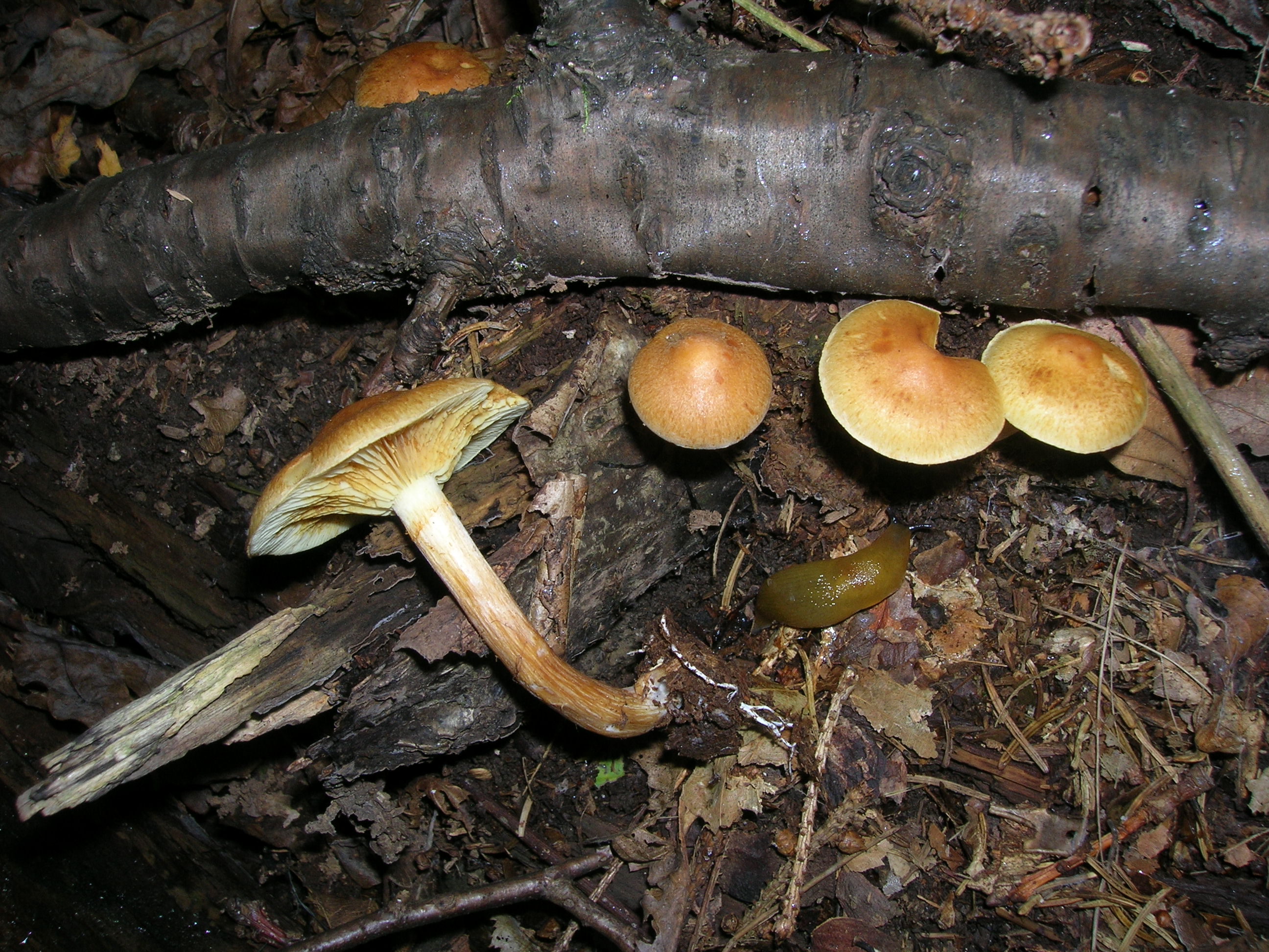 06082021145139 4097 art 1893 gymnopilus penetrans