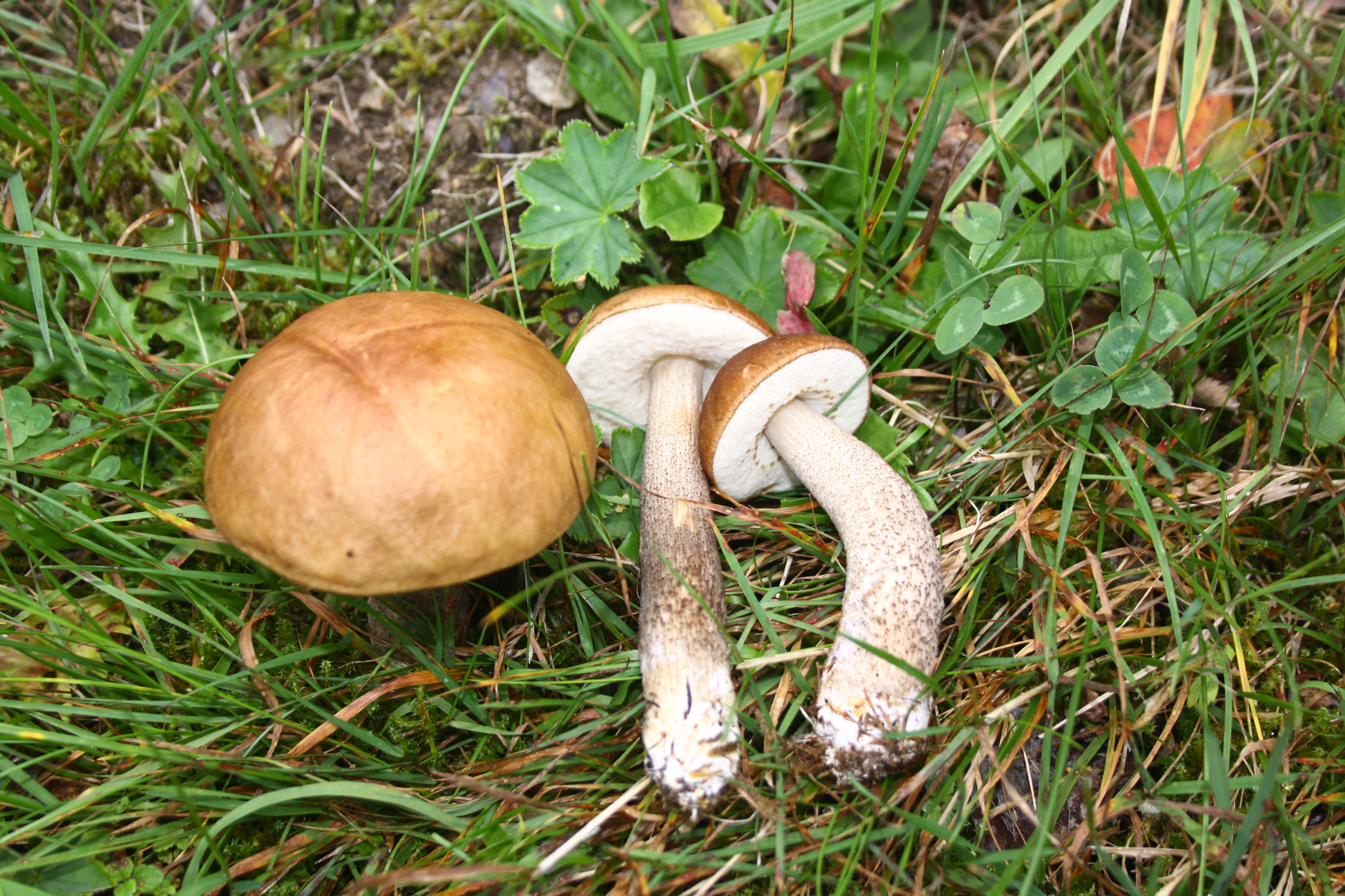 06082021202414 4100 art 727 leciinum scabrum 2