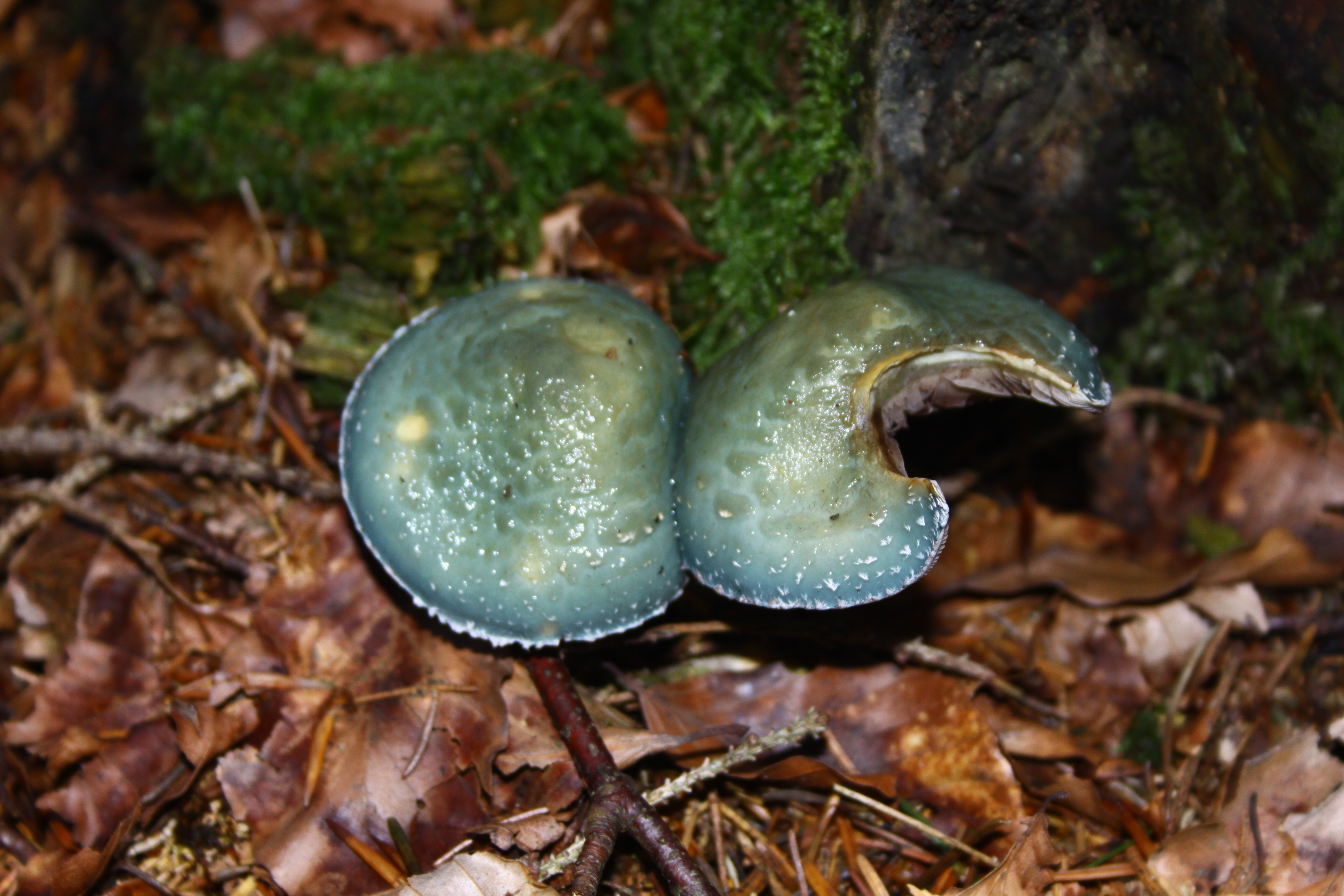 06082021202617 4101 art 258 stropharia aeruginosa 1