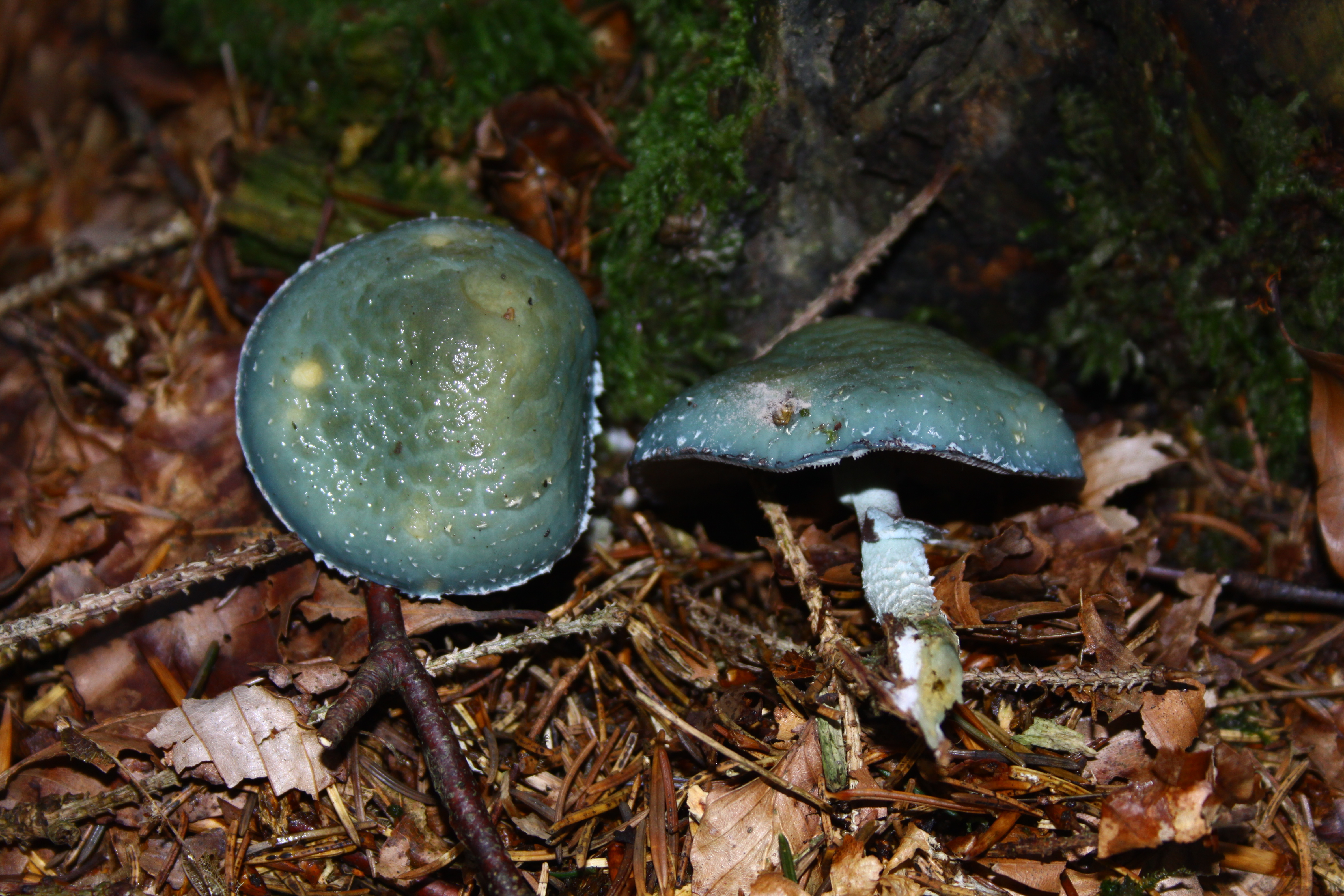 06082021202739 4102 art 258 stropharia aeruginosa 5