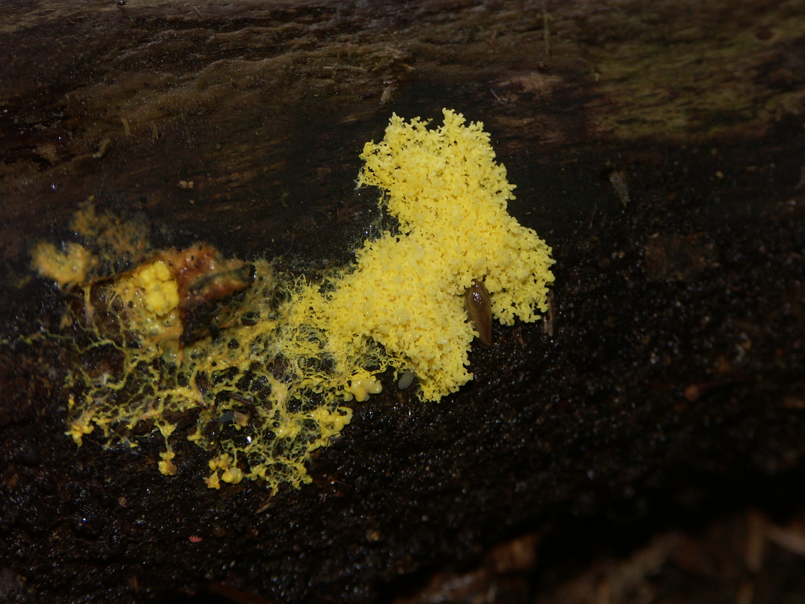 06082021204652 4105 art 516 fuligo septica