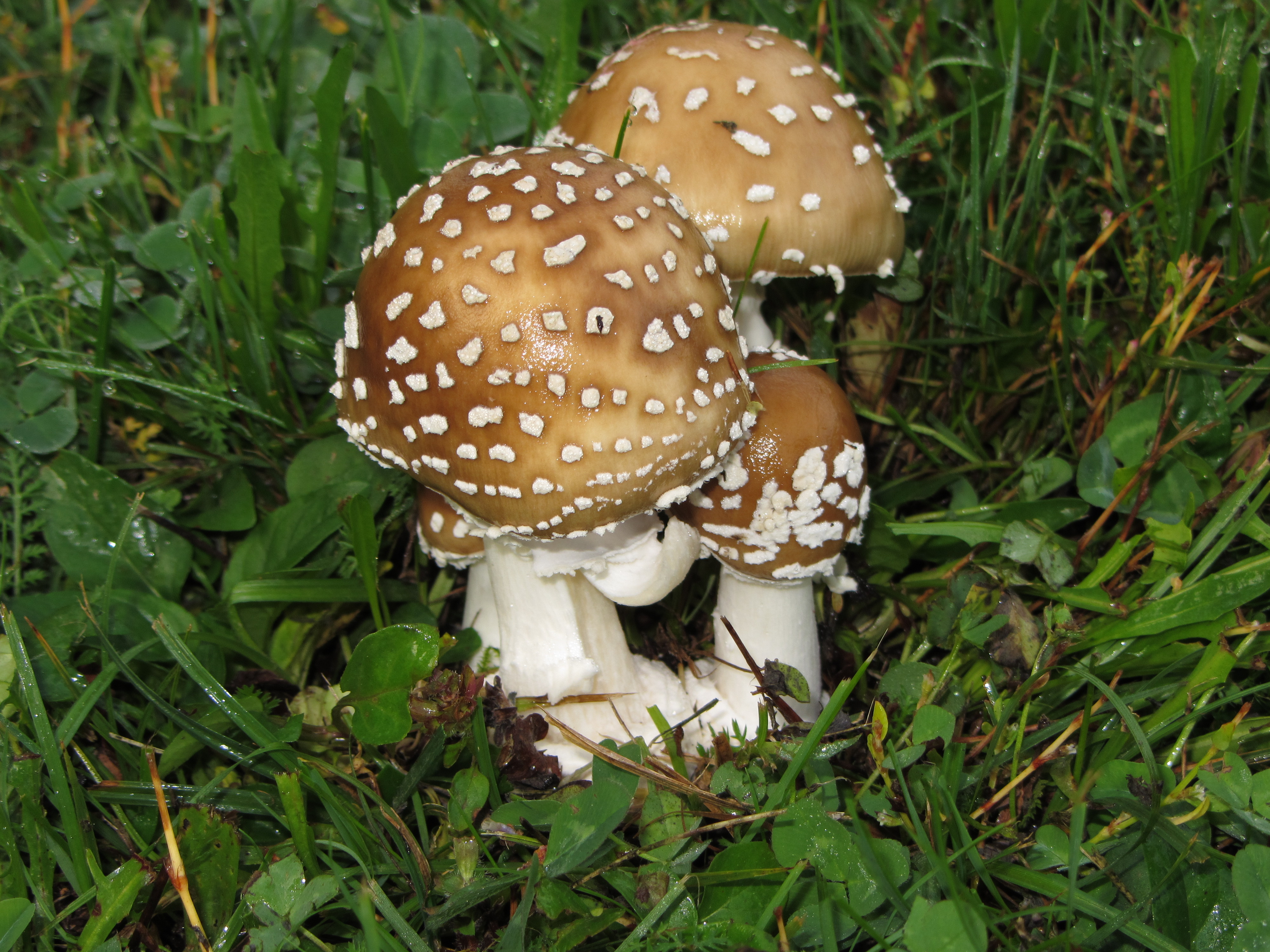 06082021205009 4106 art 247 amanita pantherina 2