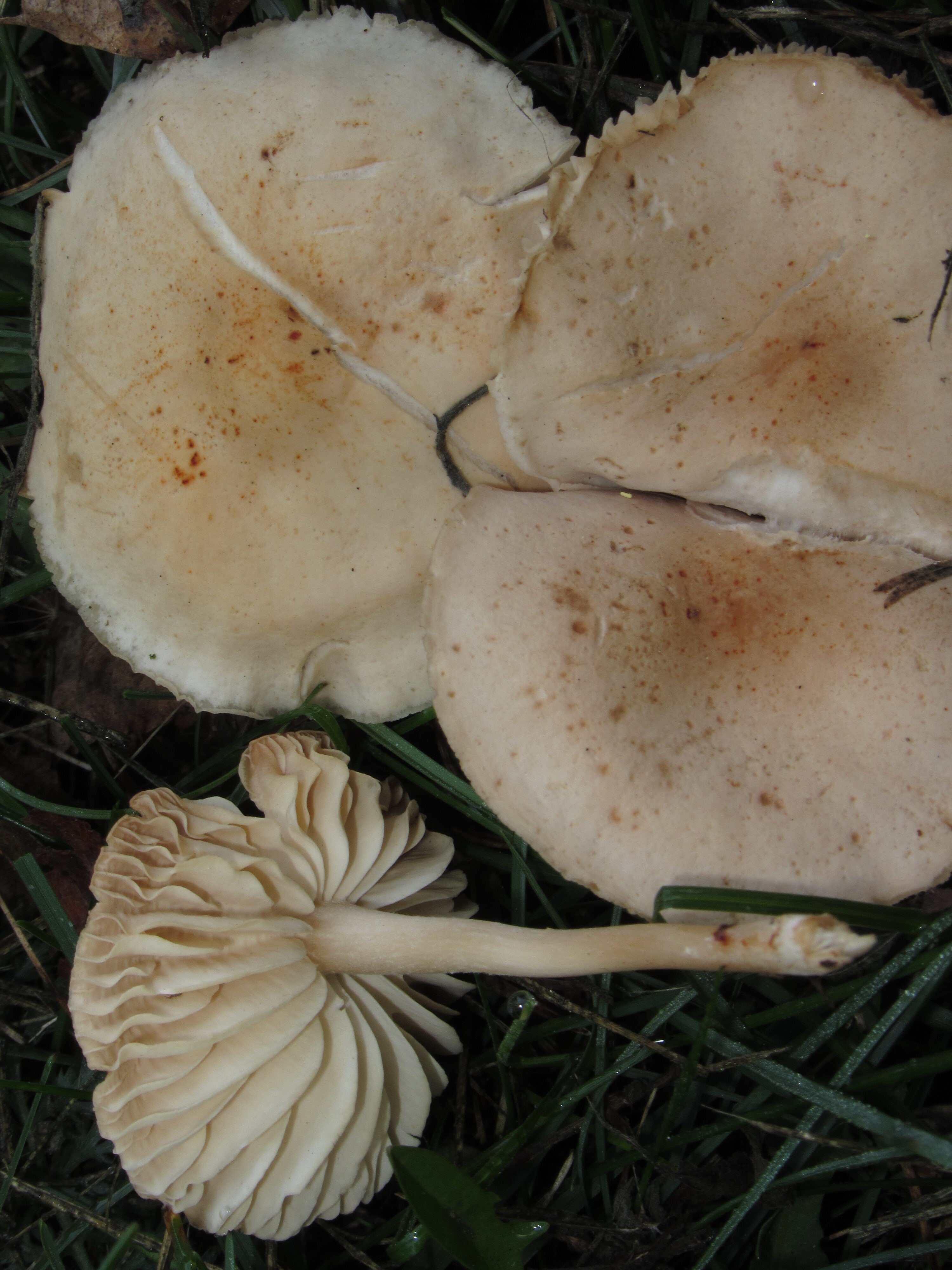 06082021205110 4107 art 1871 marasmius oreades 1