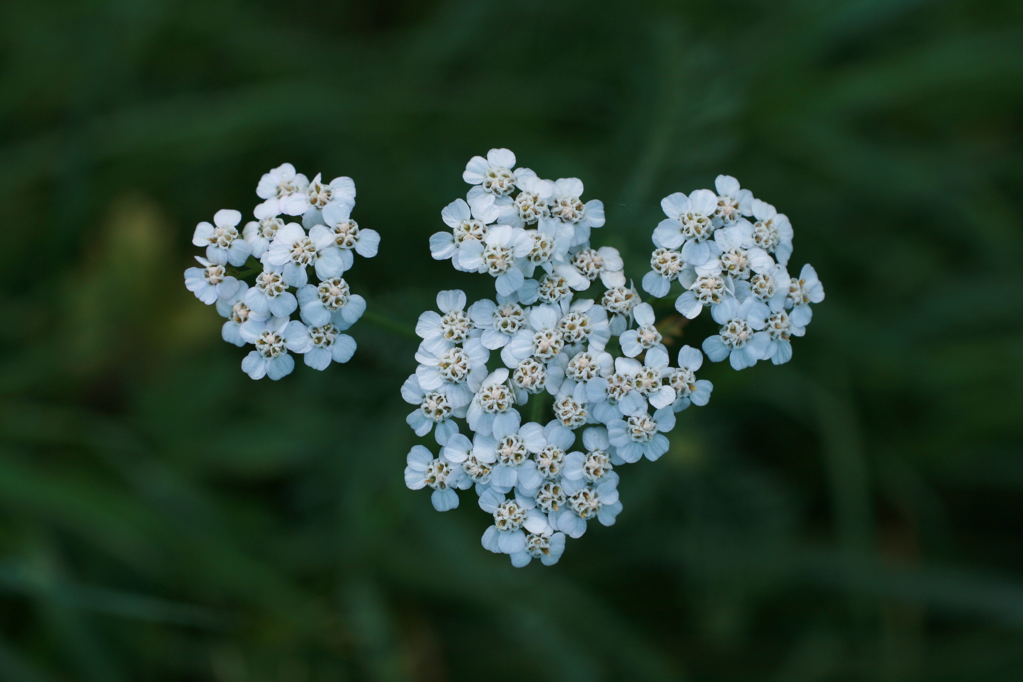 06092013075735 2005 art 1382 achillea millefolium lafnitz bodenwiesen 133 54