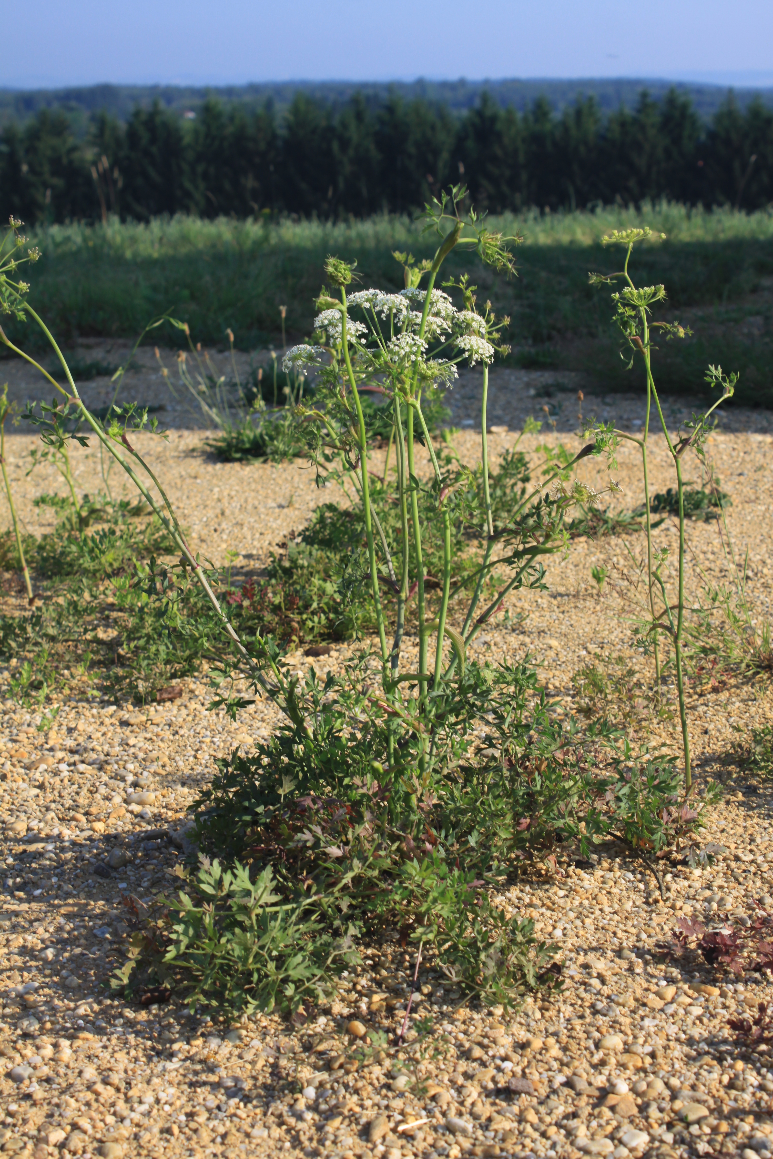 06092013080853 2006 art 1383 peucedanum oreoselinum ketfolgy ost Orseg ungarn 5159 3