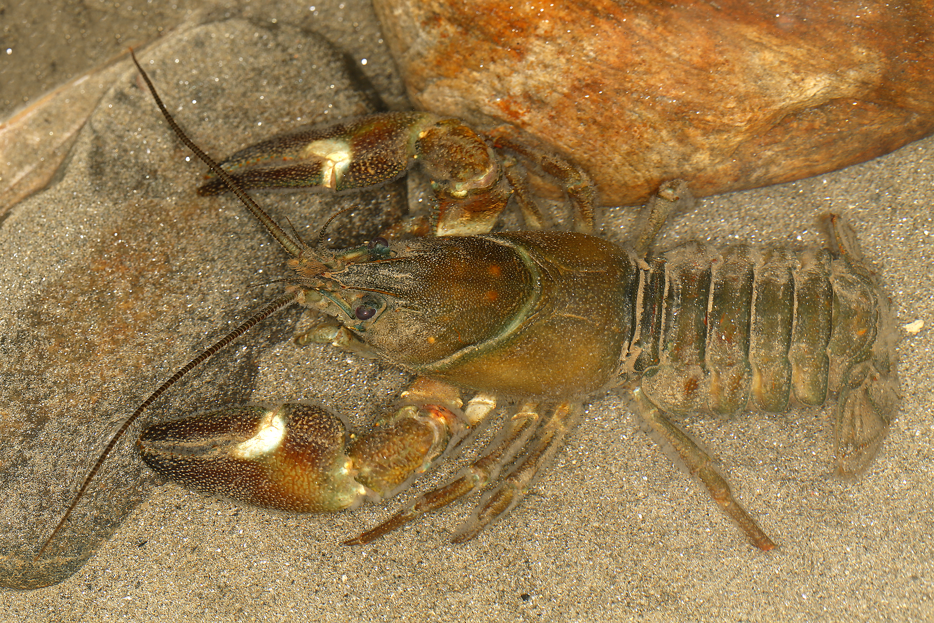 06092013123851 2013 art 1178 pacifastacus leniusculus signalkrebs1.2v2