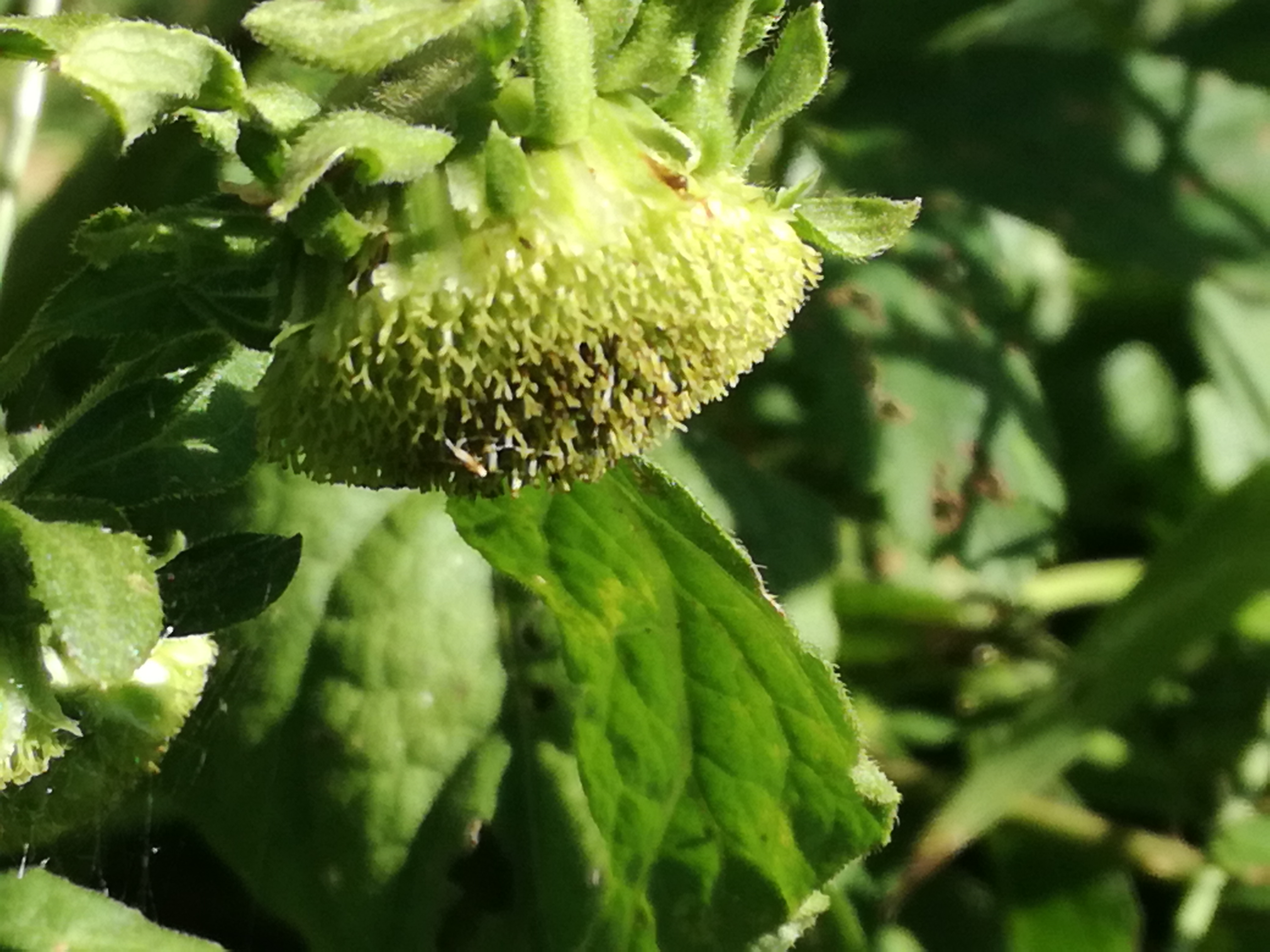 06092017162152 3049 art 1836 img 20170904 100310