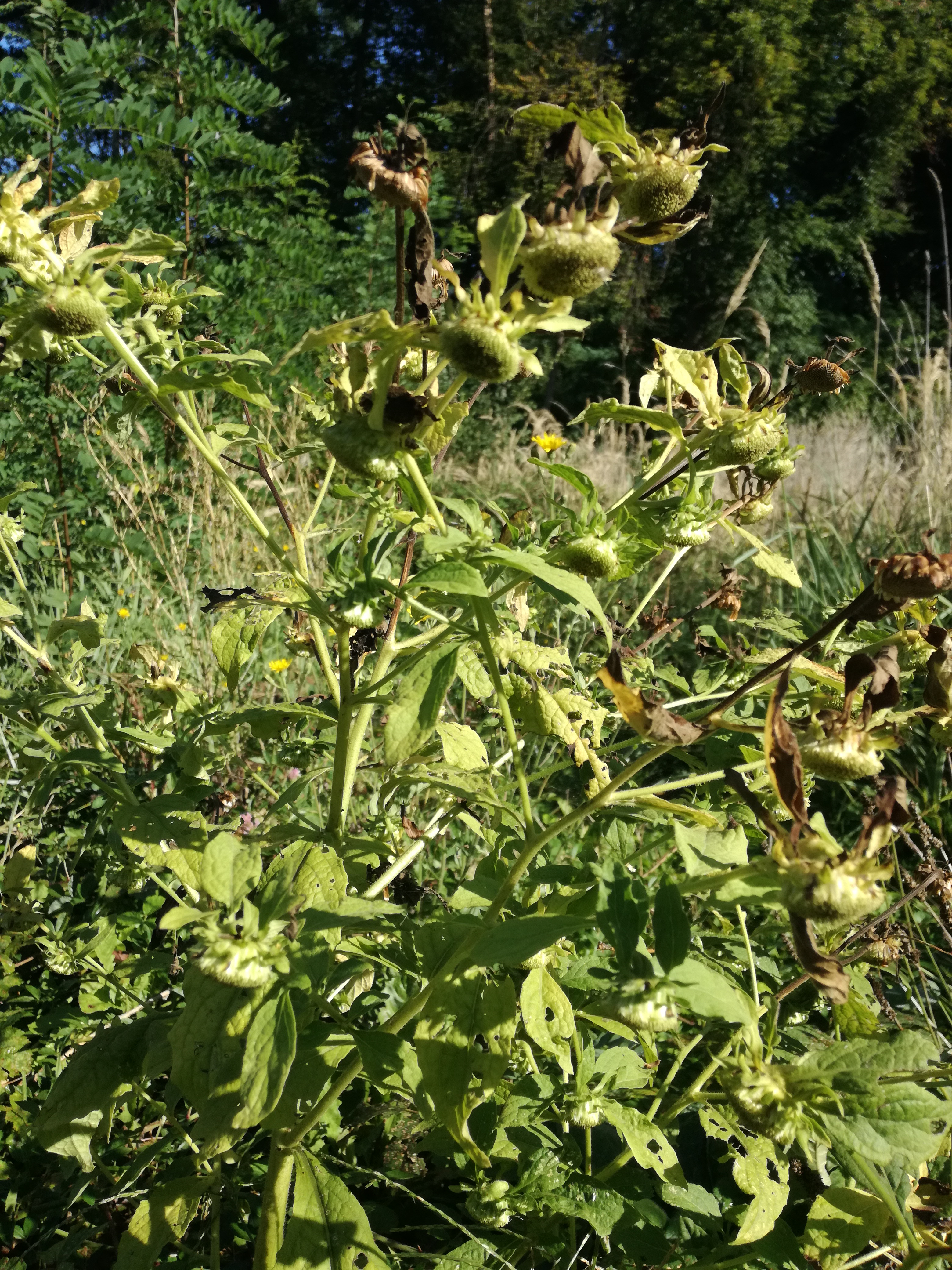 06092017162335 3050 art 1836 img 20170904 100246