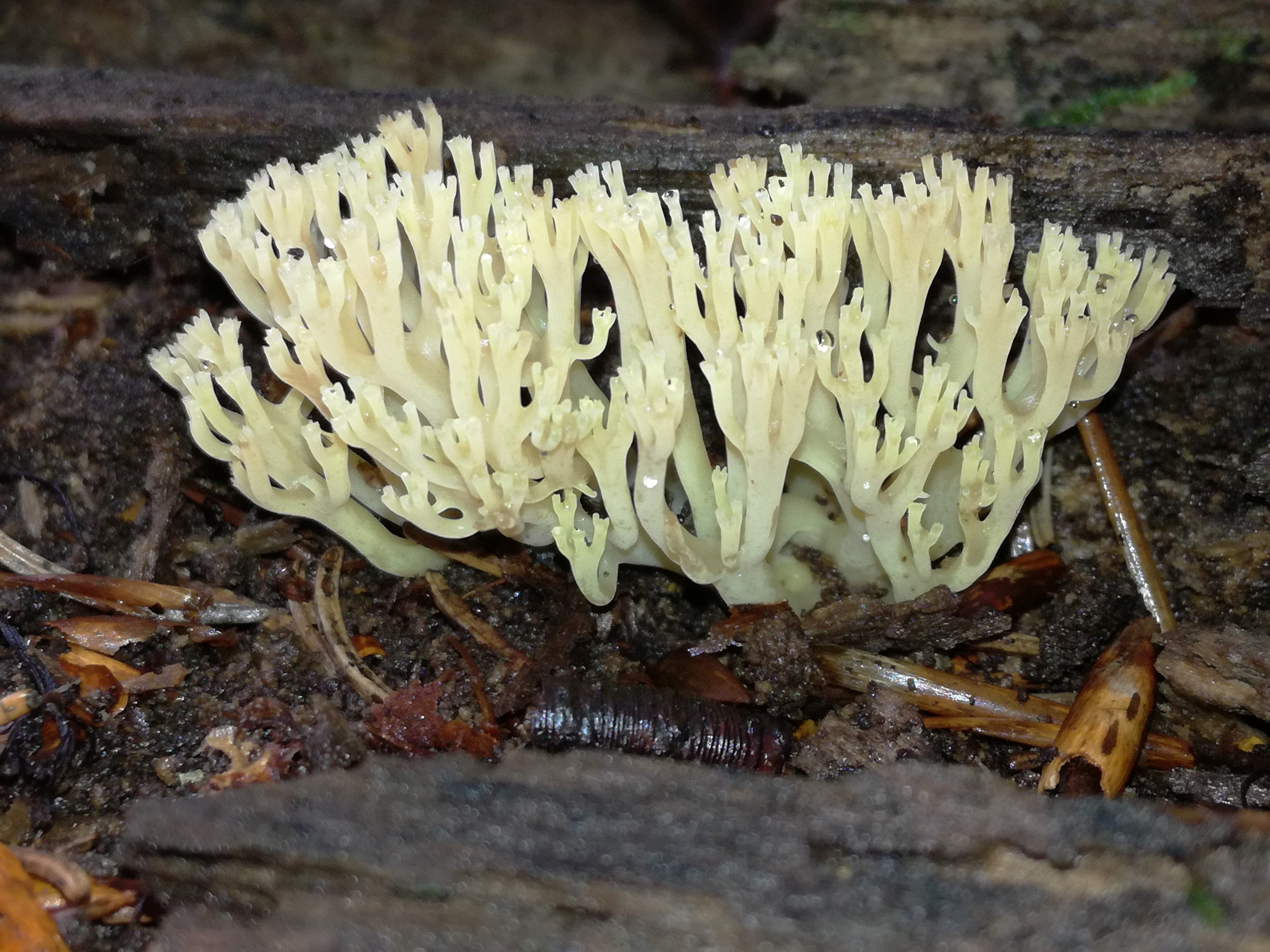 06092017165807 3052 art 1837 img 20170901 165921