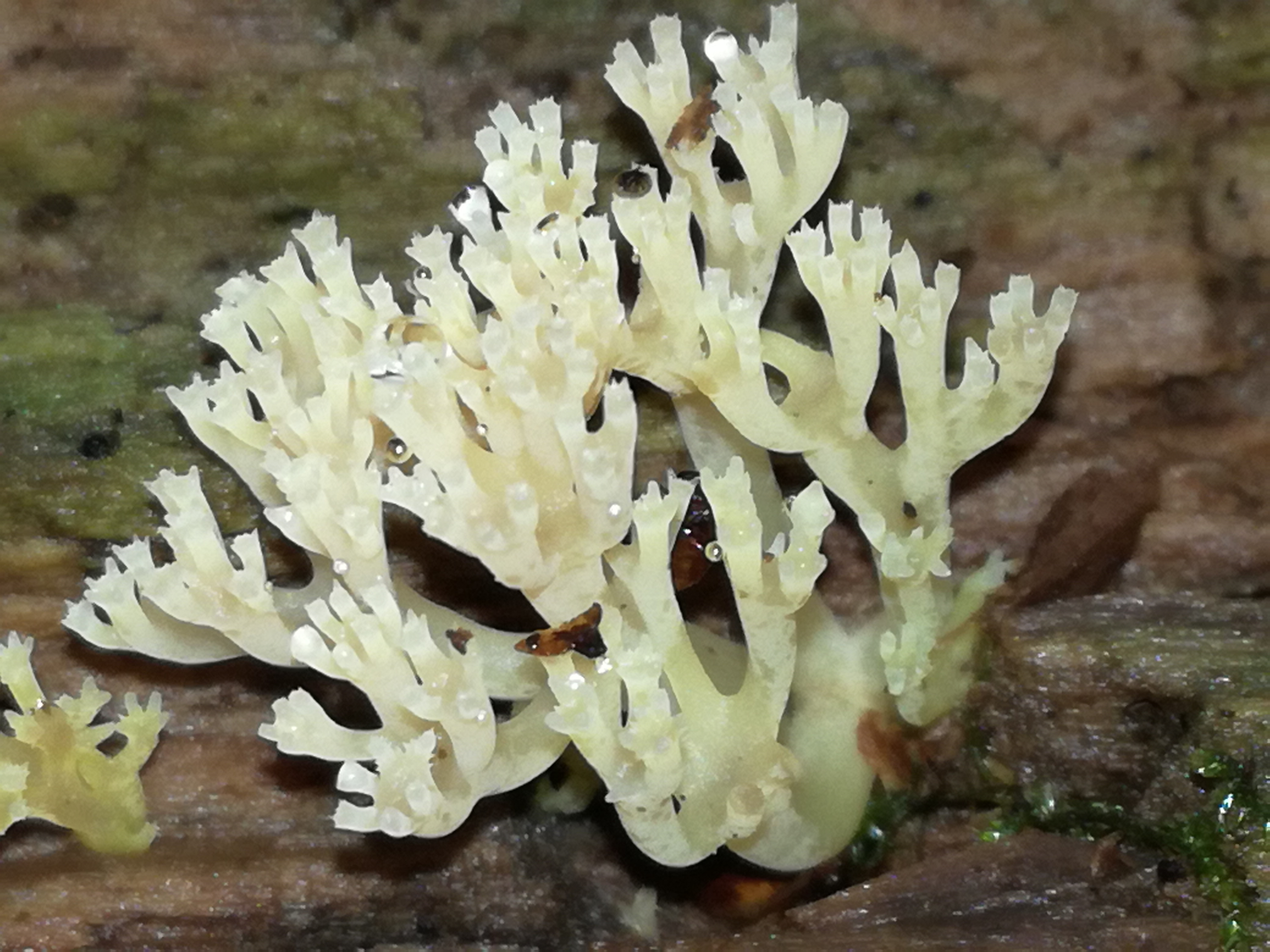 06092017170034 3053 art 1837 img 20170901 165816