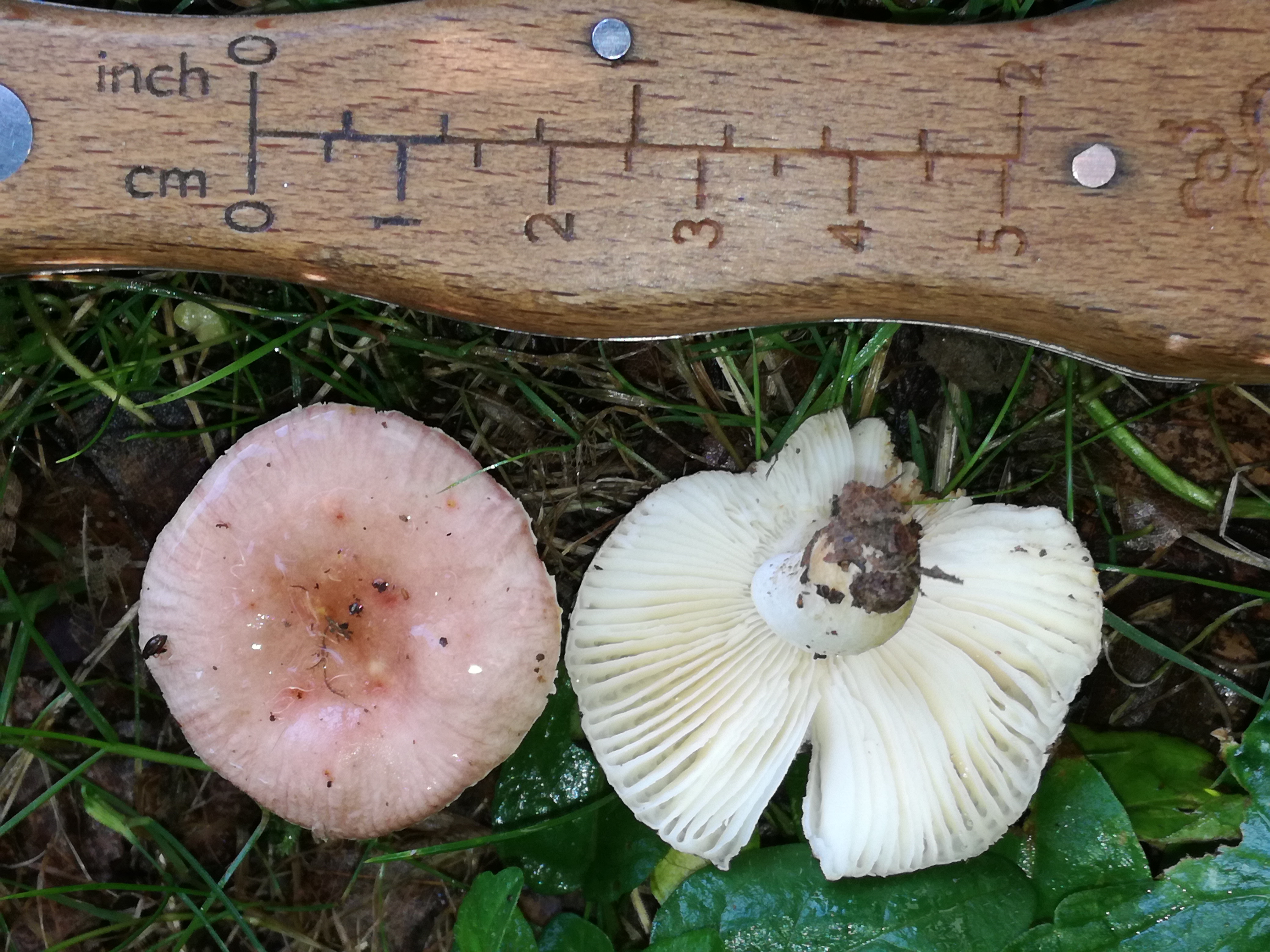 06092017171232 3054 art 1838 img 20170901 173115