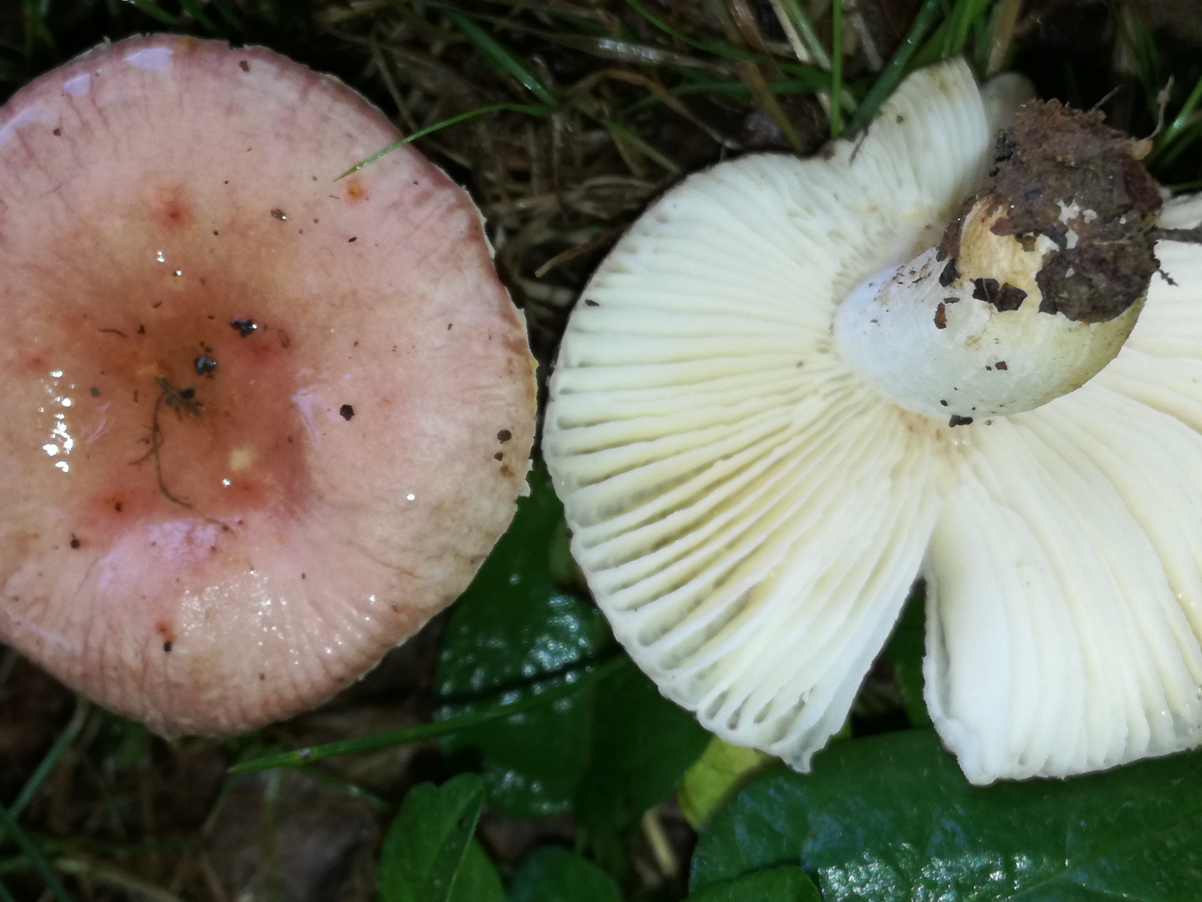 06092017171358 3055 art 1838 img 20170901 173118