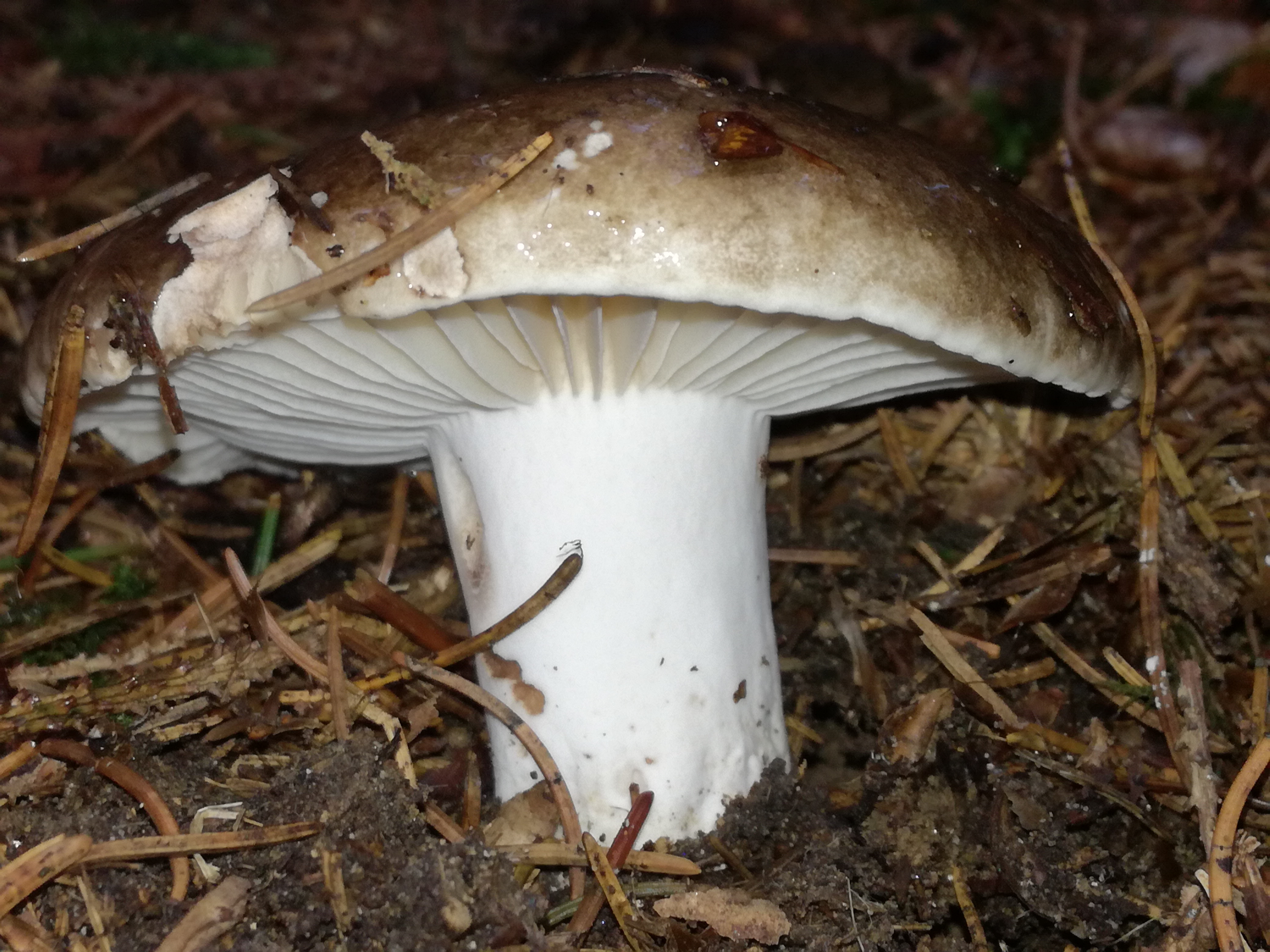 06092017173010 3057 art 1839 img 20170901 180311