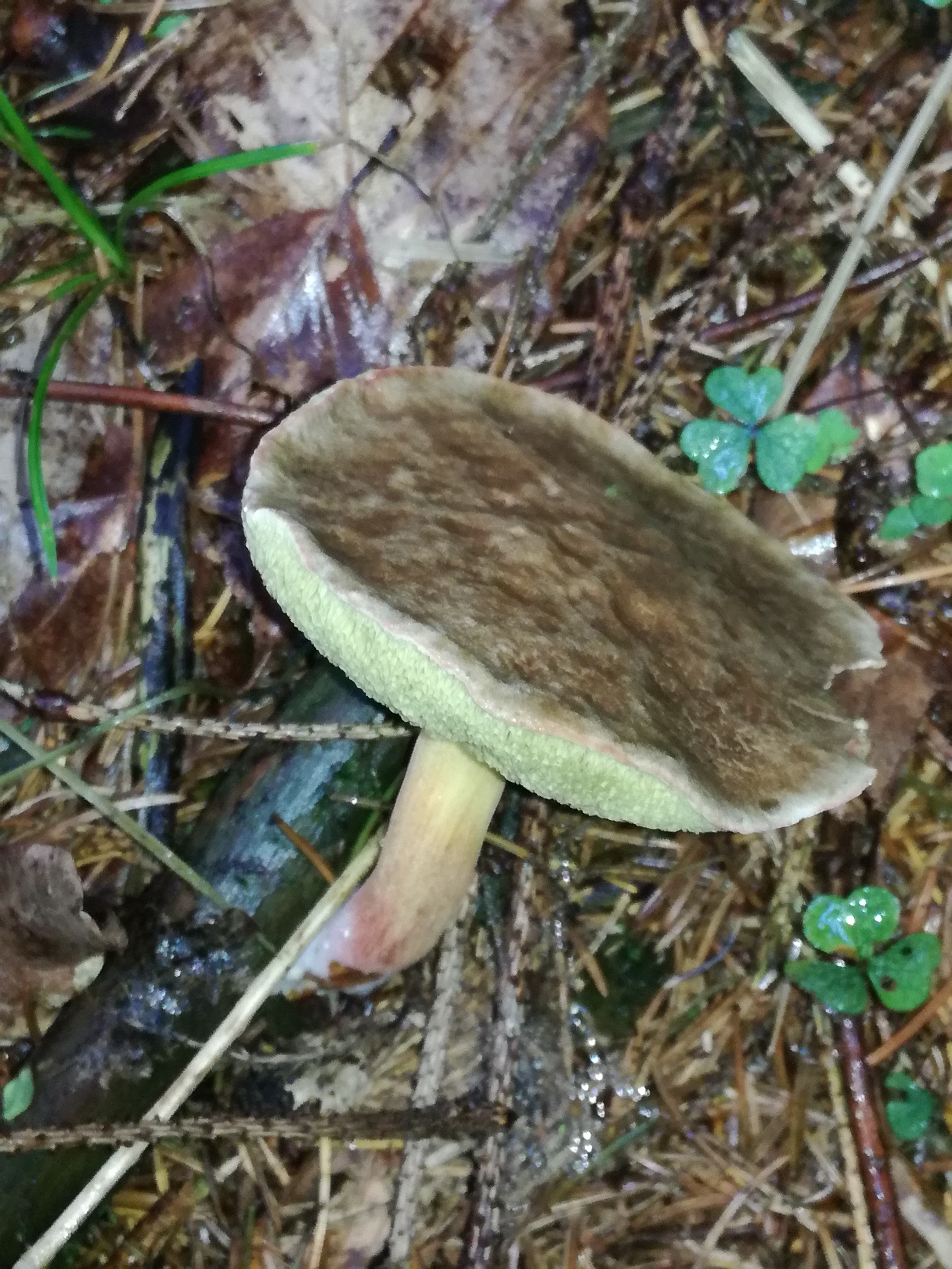 06092017173501 3058 art 284 img 20170901 180548