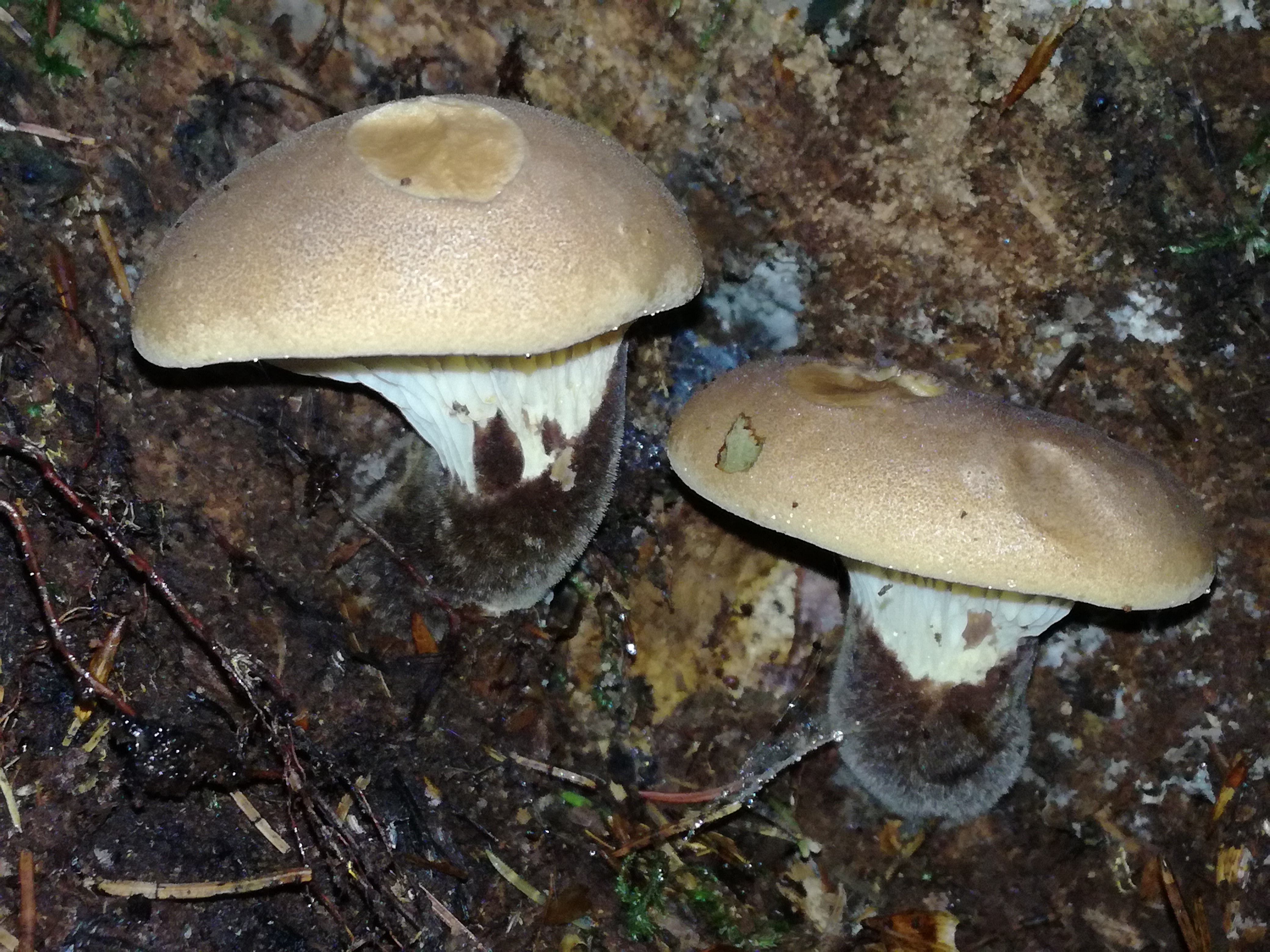 06092017175536 3059 art 1840 img 20170901 173909