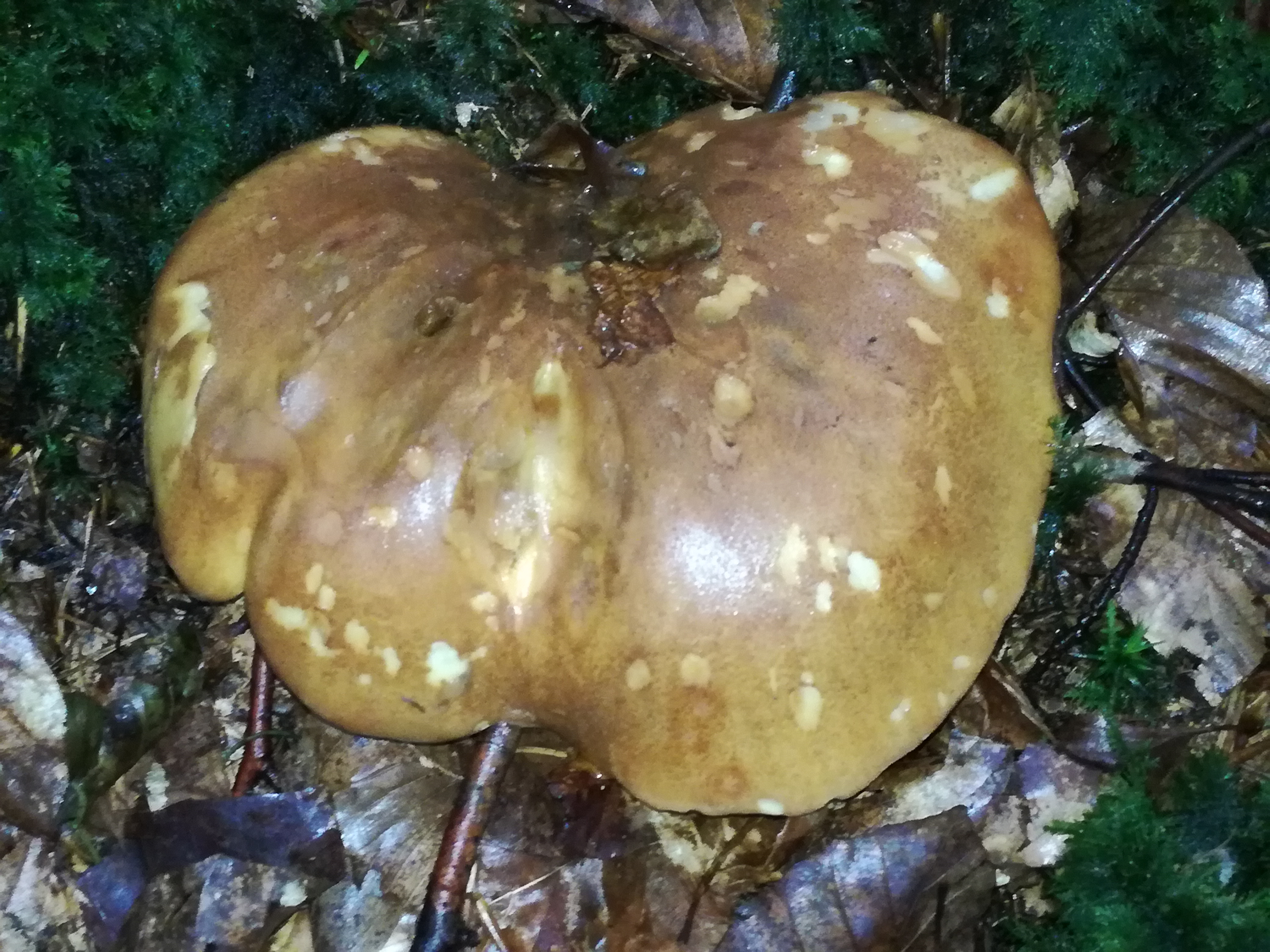 06092017175802 3060 art 1840 img 20170901 173859