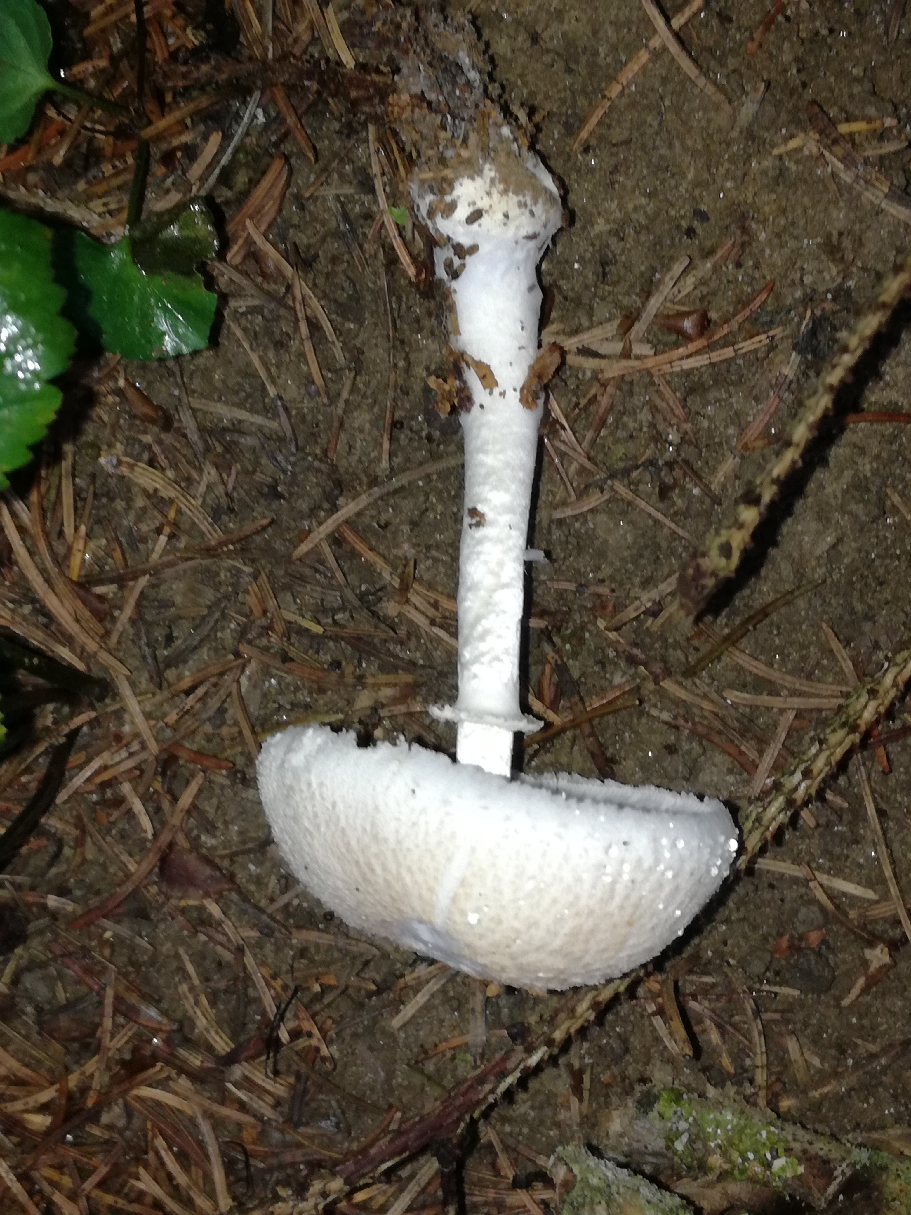 06092017181021 3061 art 1841 img 20170901 182435