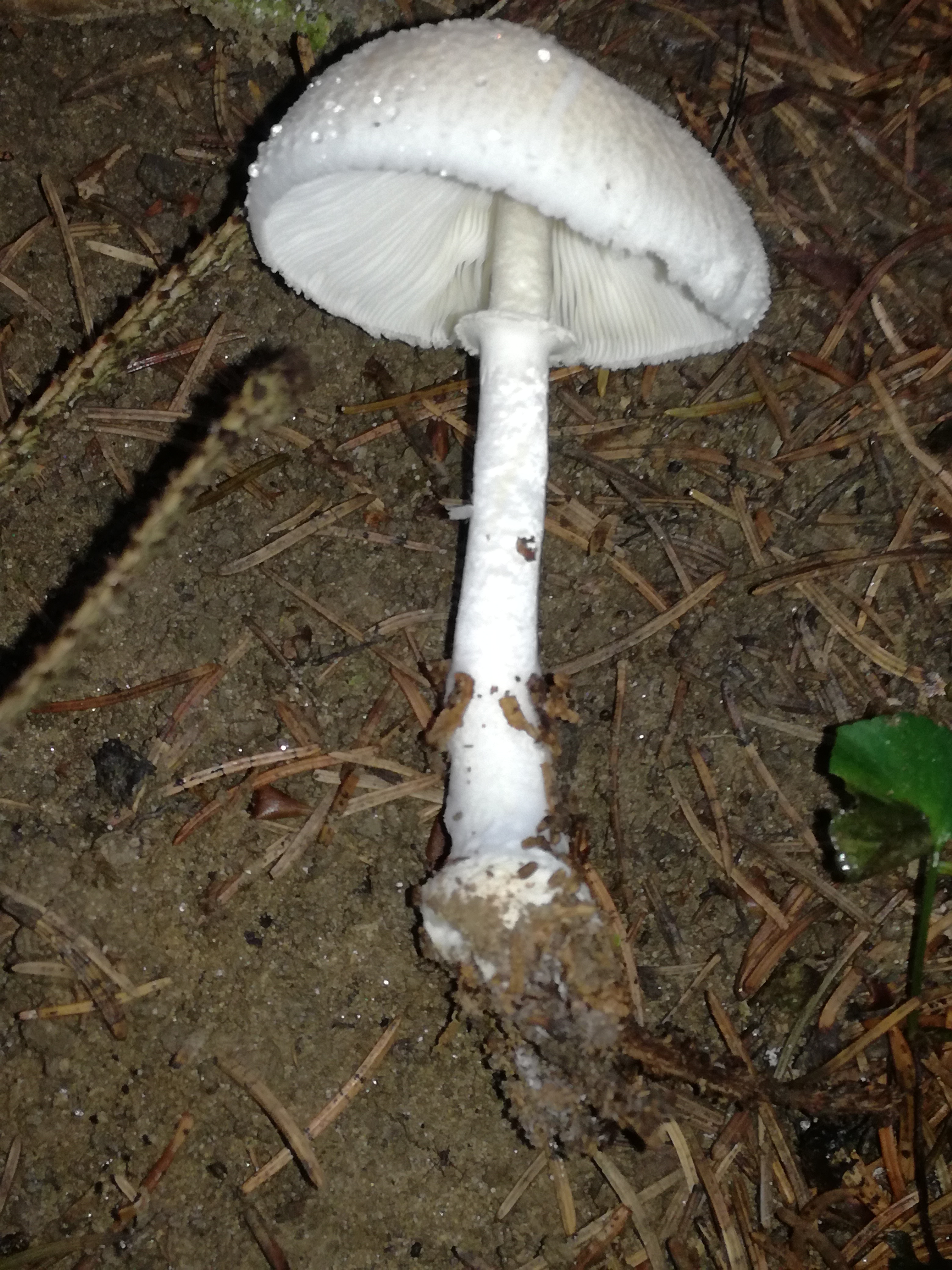 06092017181211 3062 art 1841 img 20170901 182439