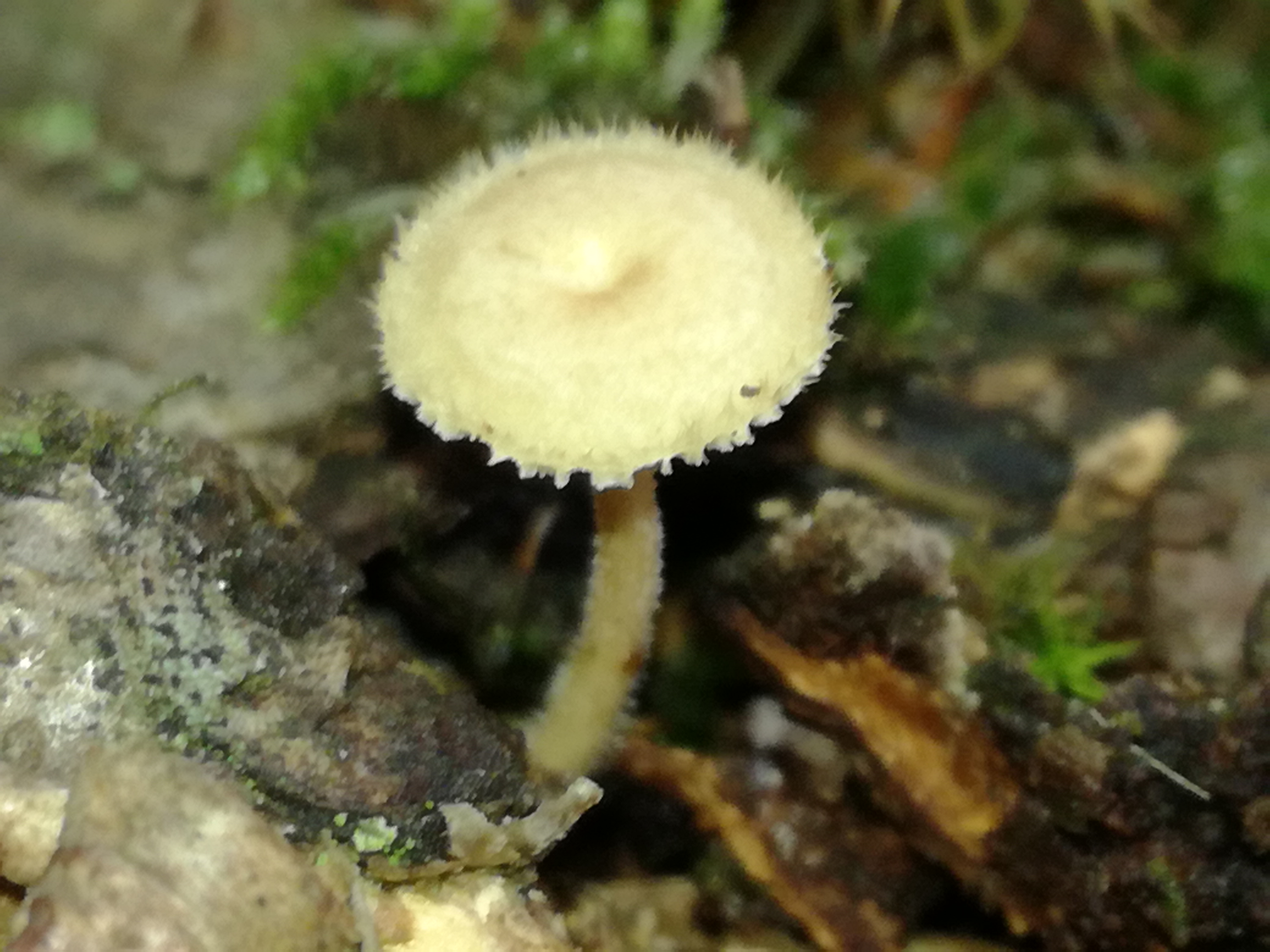 06102017092659 3063 art 1842 img 20170903 125620