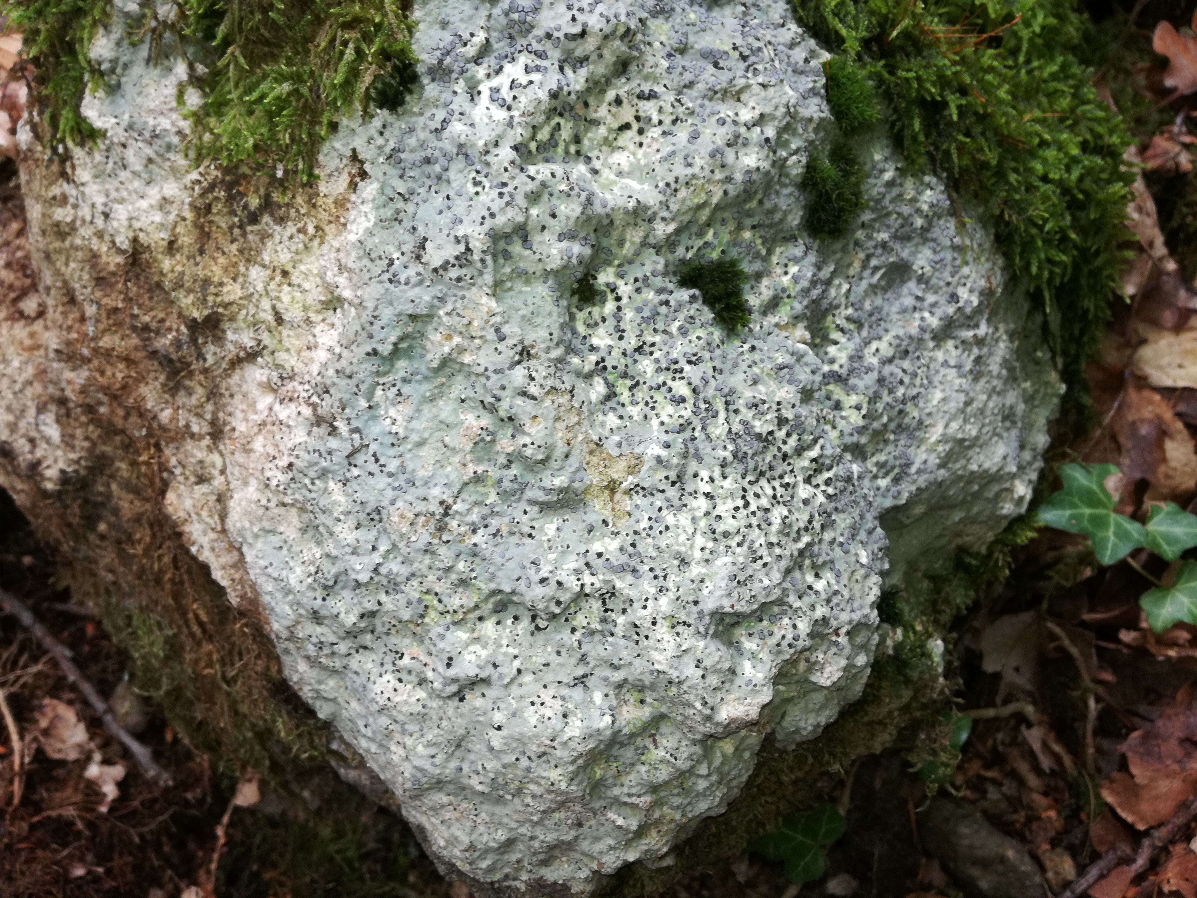 06102017092958 3064 art 1384 img 20170903 140302