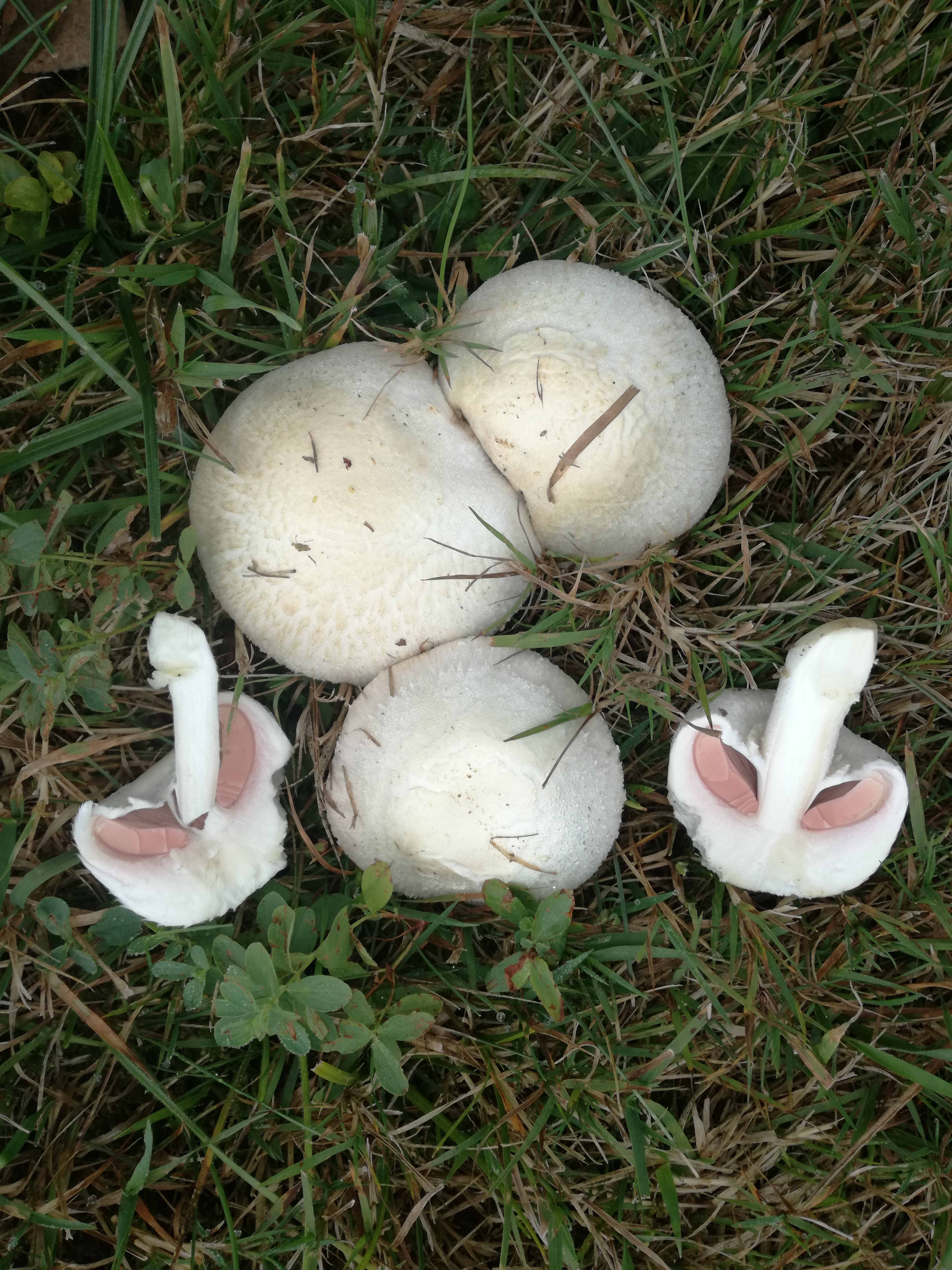 06102017094054 3065 art 1843 img 20170906 100931