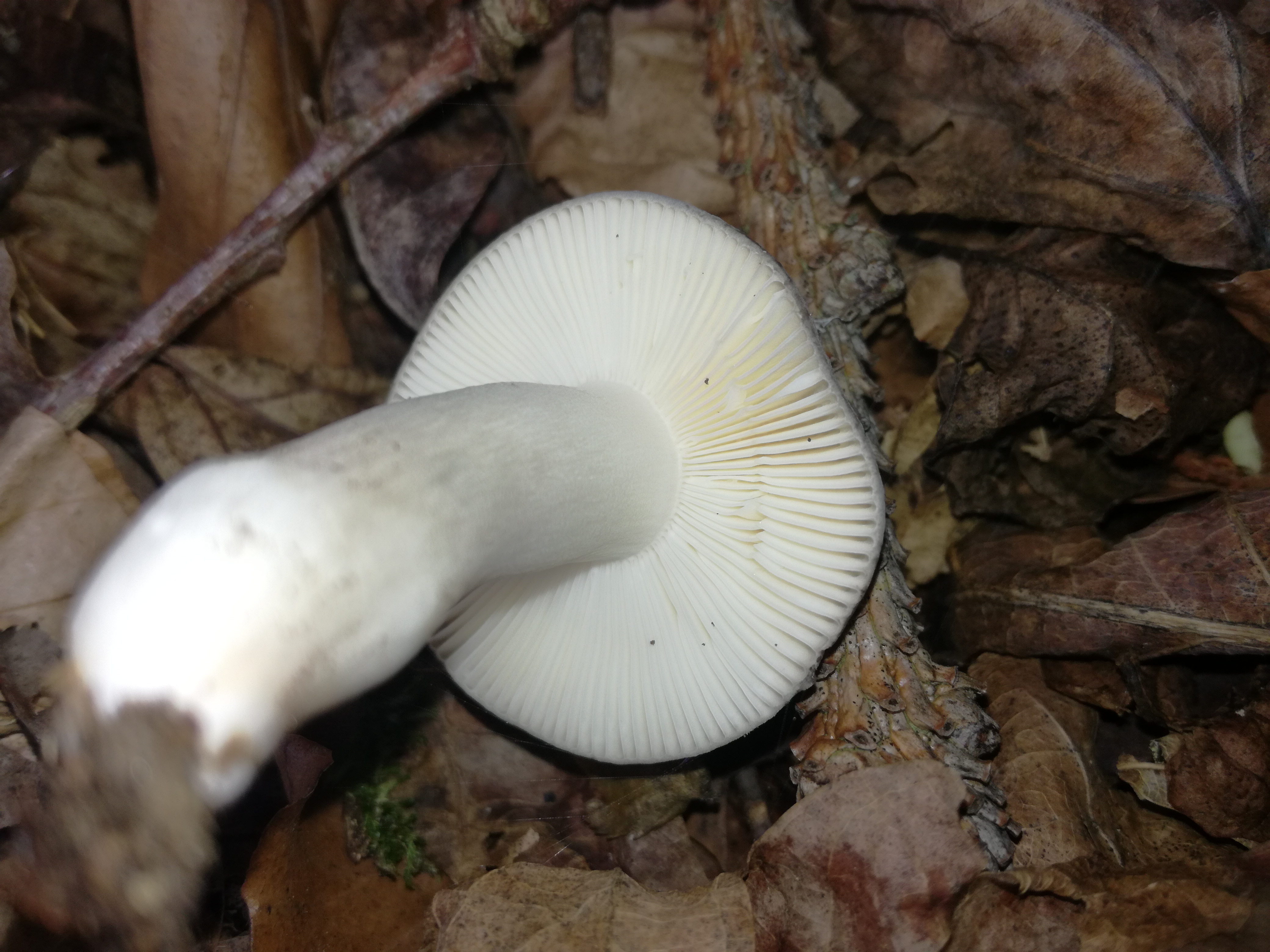 06102017095851 3067 art 1844 img 20170906 101708