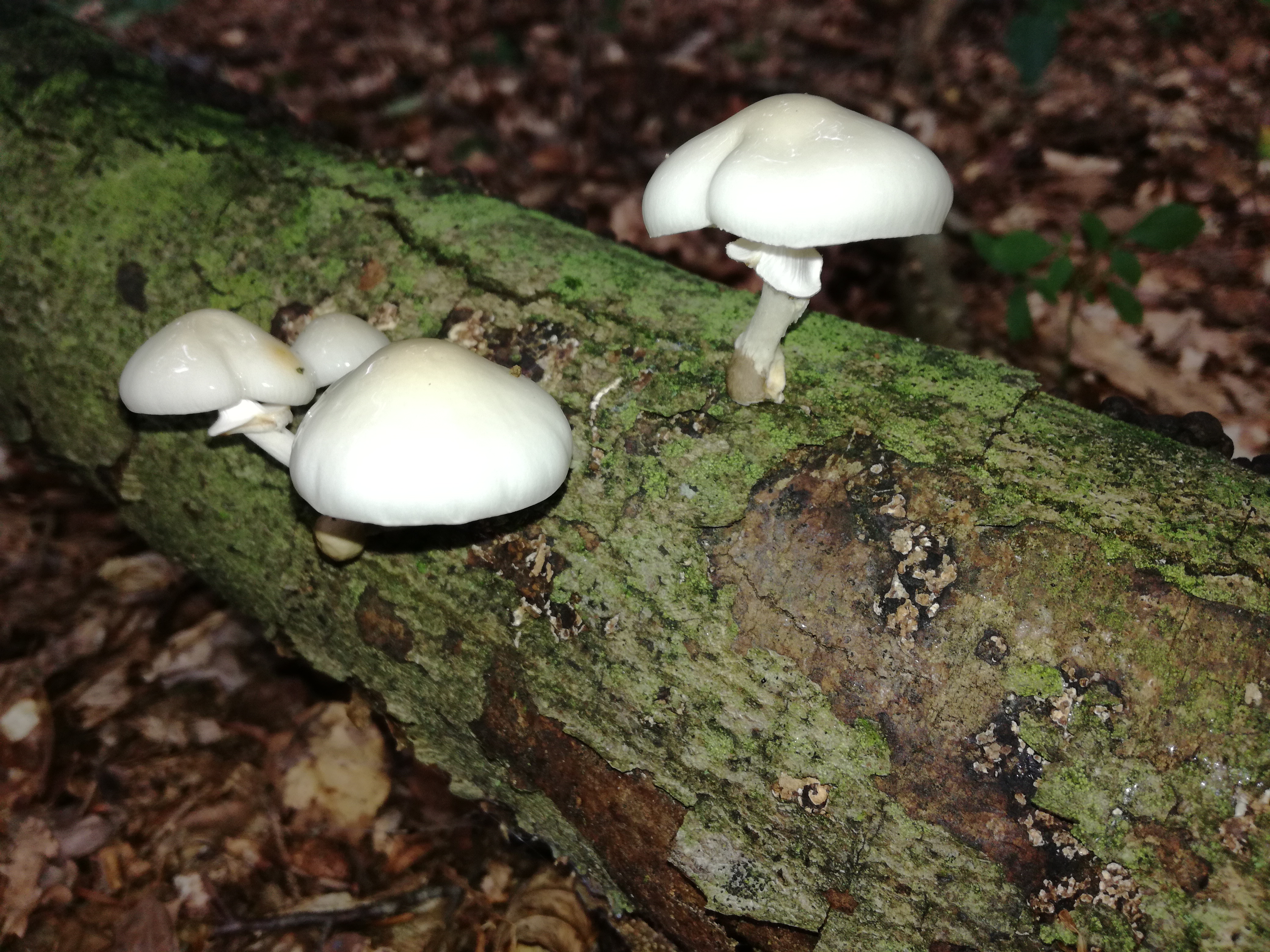 06102017101703 3068 art 1845 img 20170906 102152