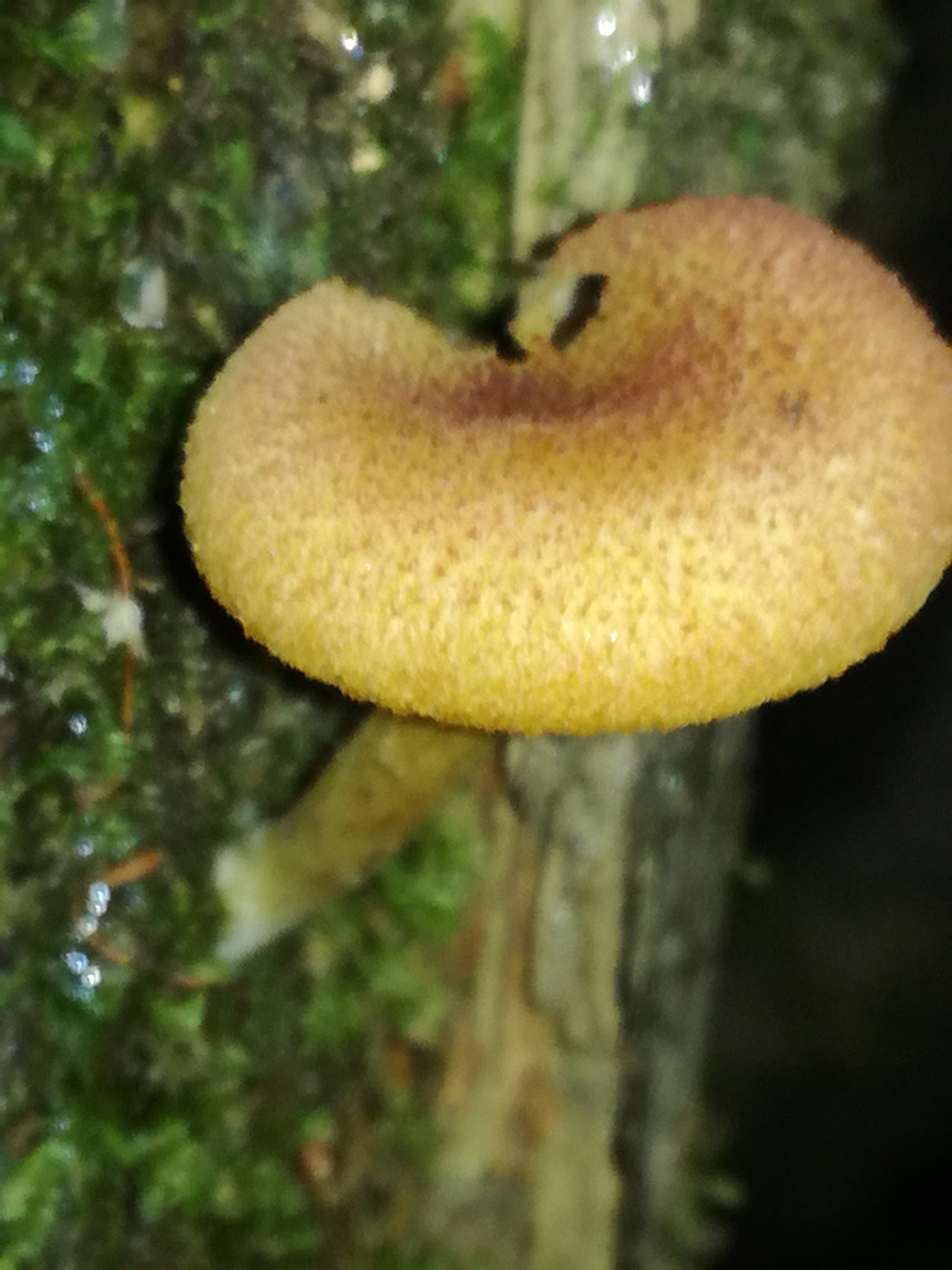 06102017102747 3070 art 1846 img 20170906 102750