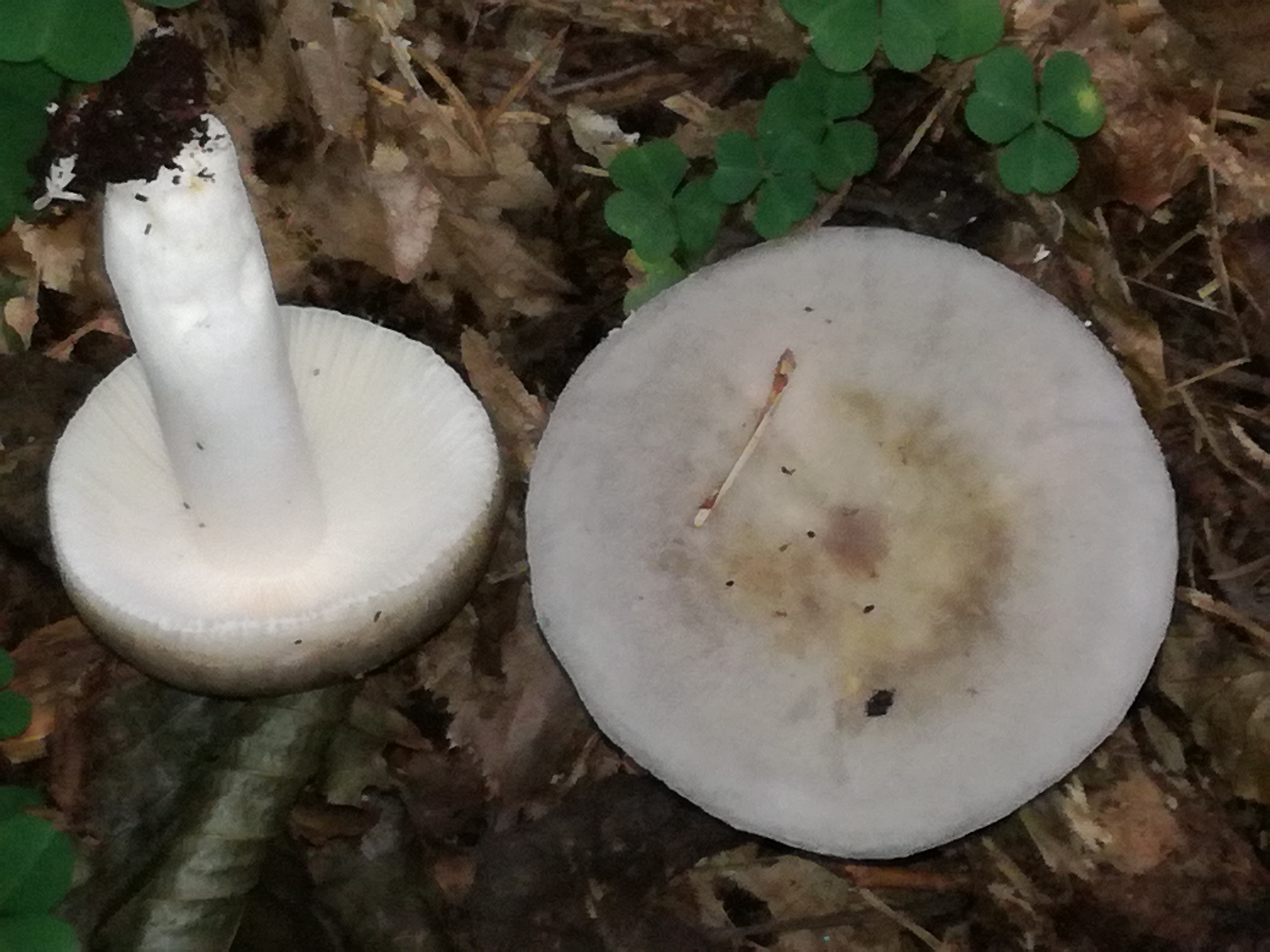 06102017190728 3071 art 1847 img 20170906 103831