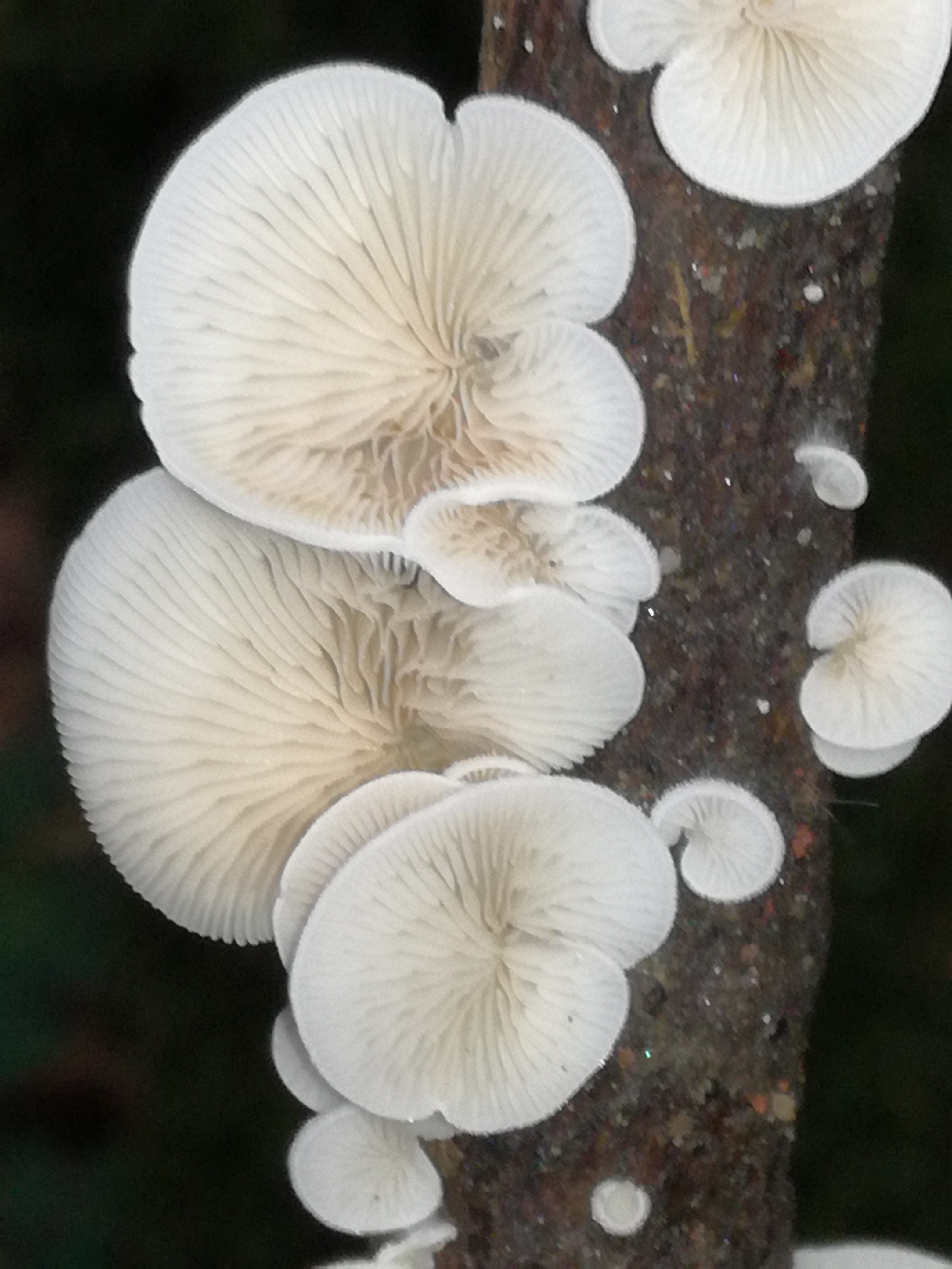 06102017191606 3072 art 1848 img 20170906 104457